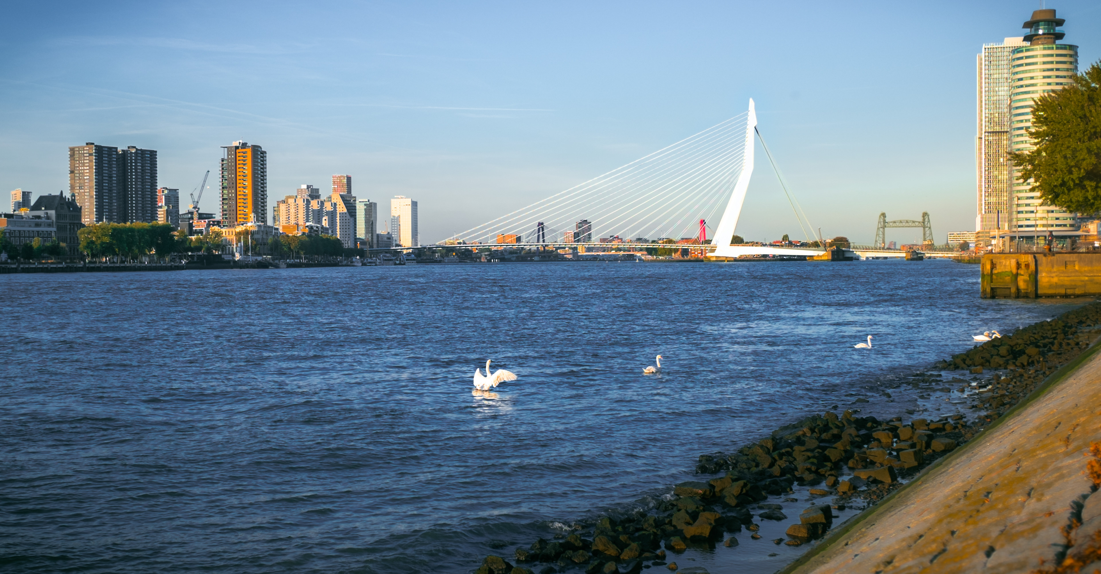 The Swan"s" at dusk, Rotterdam