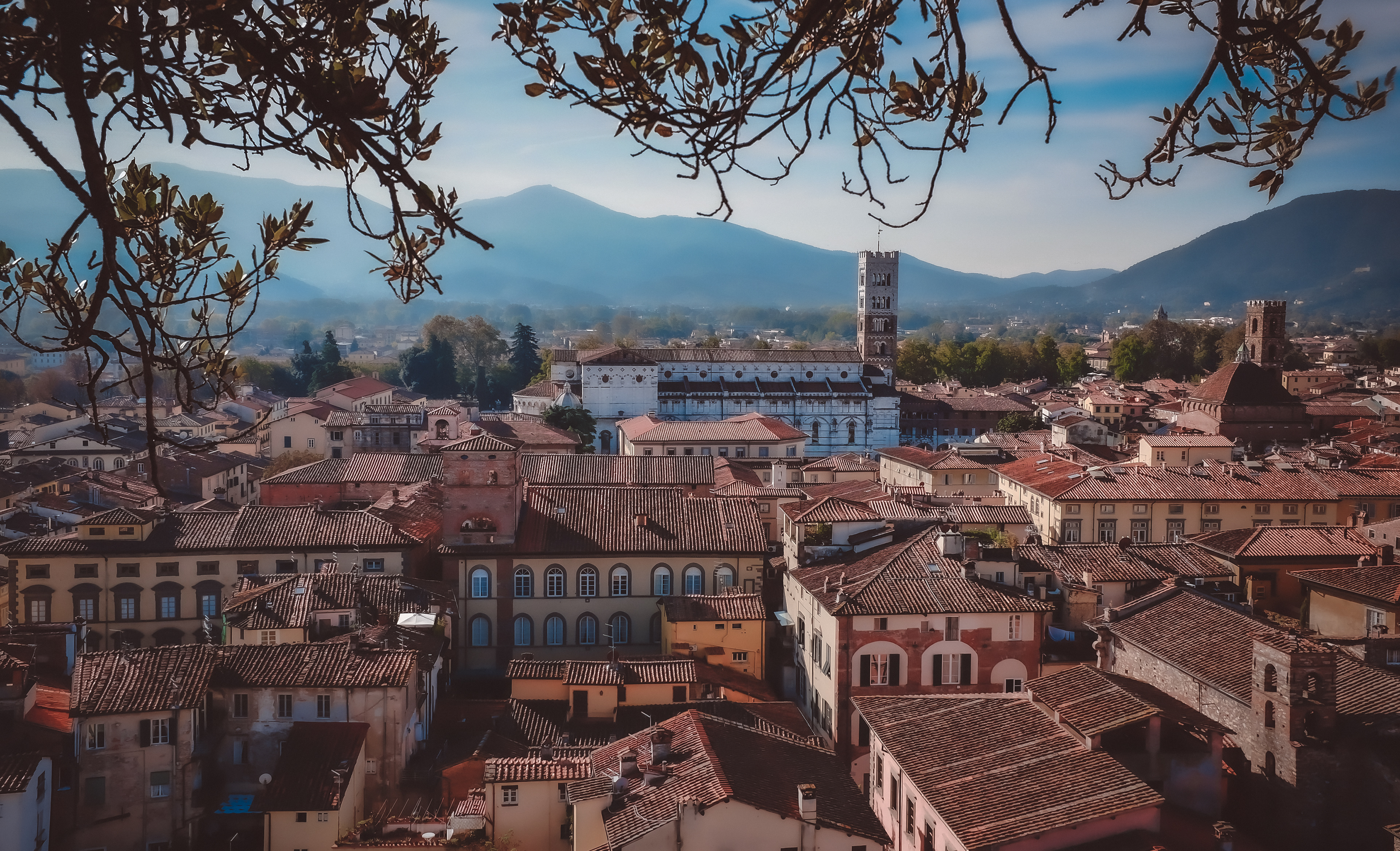 View from Torre Guinigi, Lucca