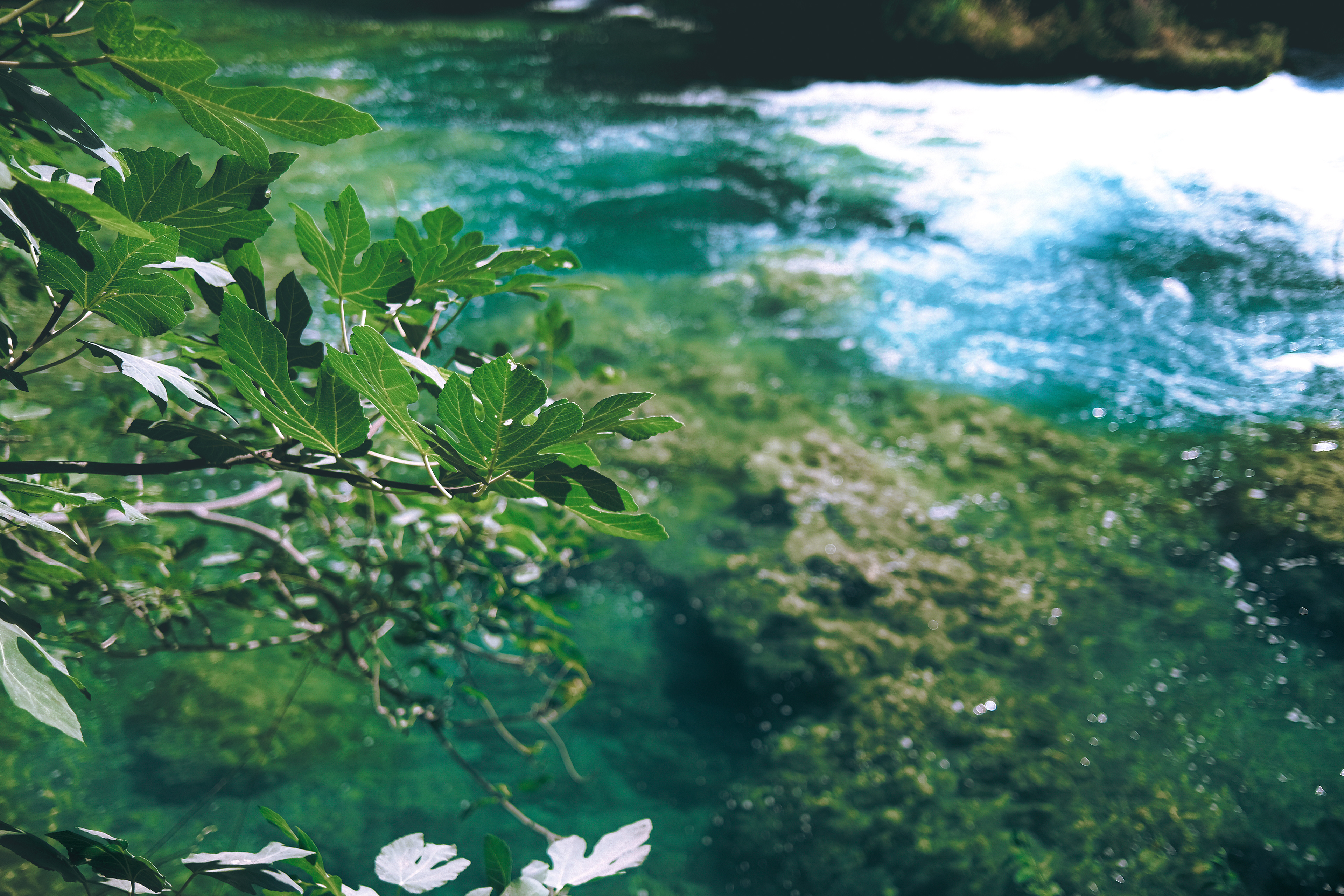 Fig tree and water, Krka - Skradinski buk