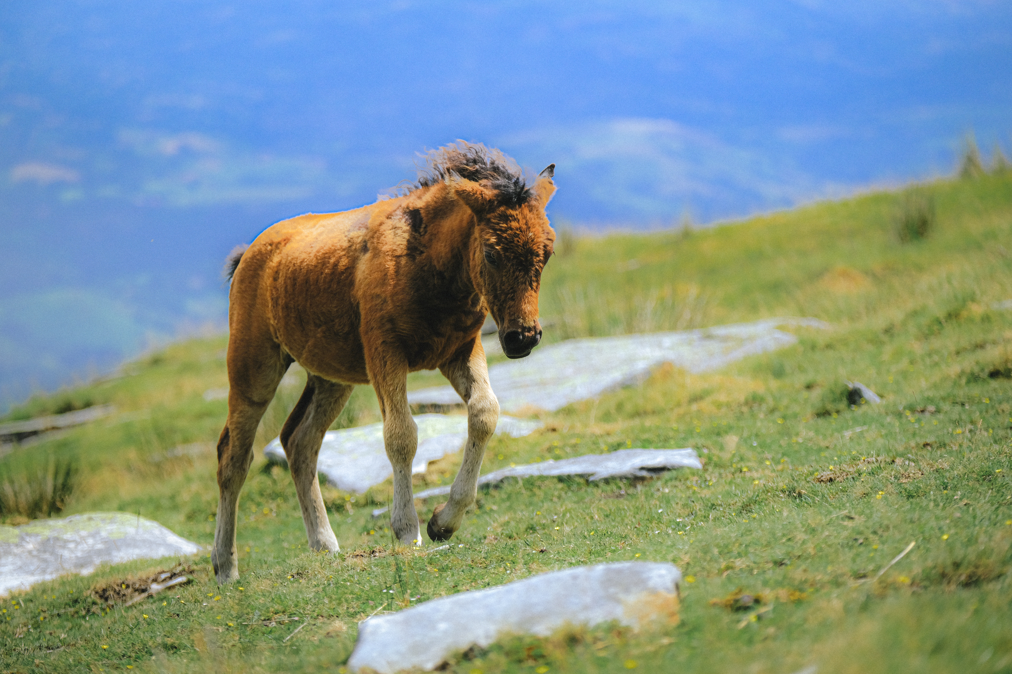  La Rhune, Pyrenees