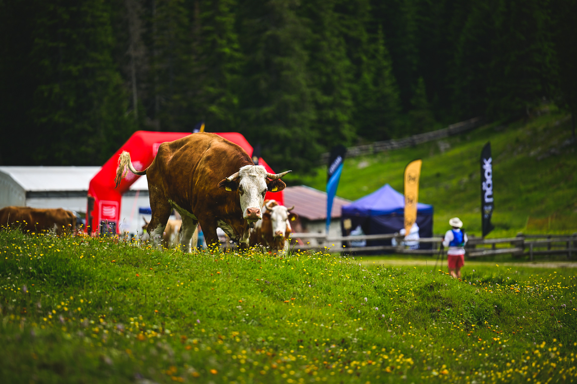 Lavaredo Ultra Trail 2024