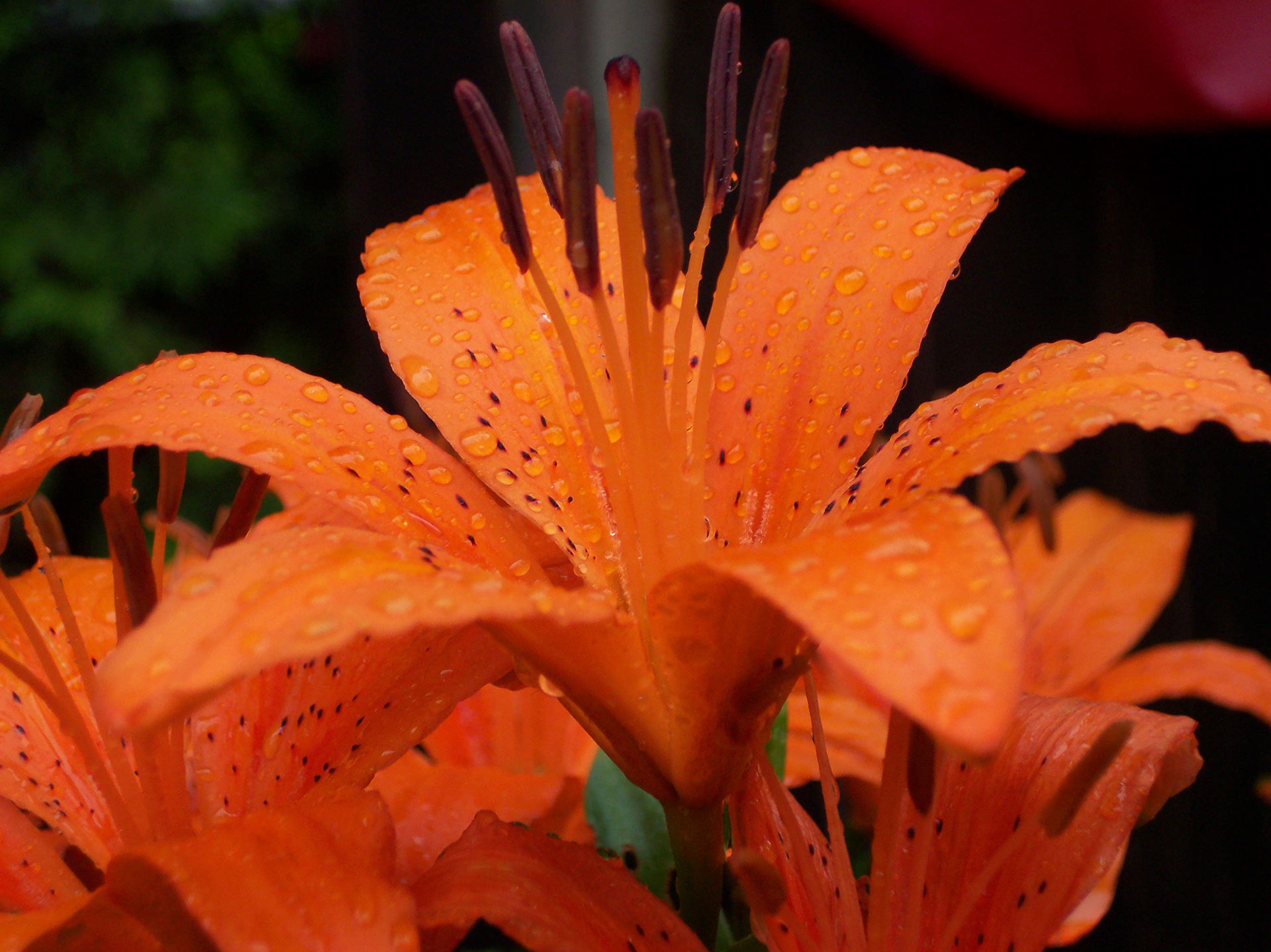 Floral Photography