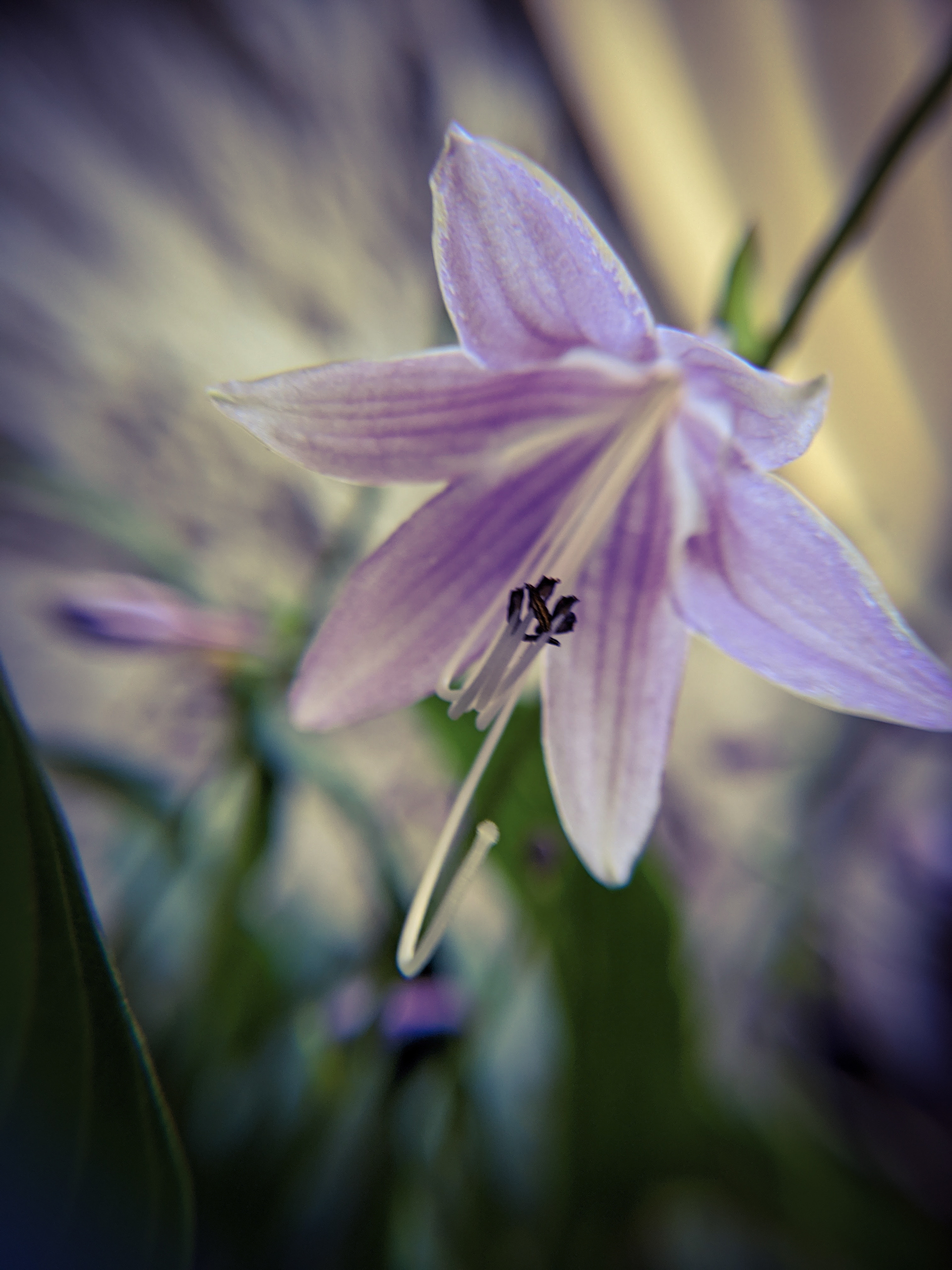 Macro Photography