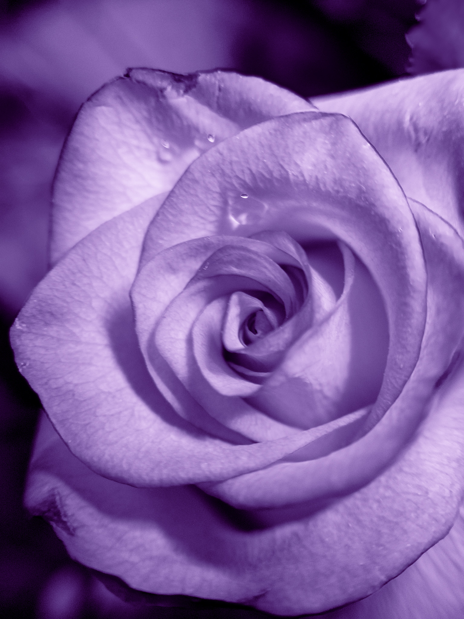 Floral Photography & Editing