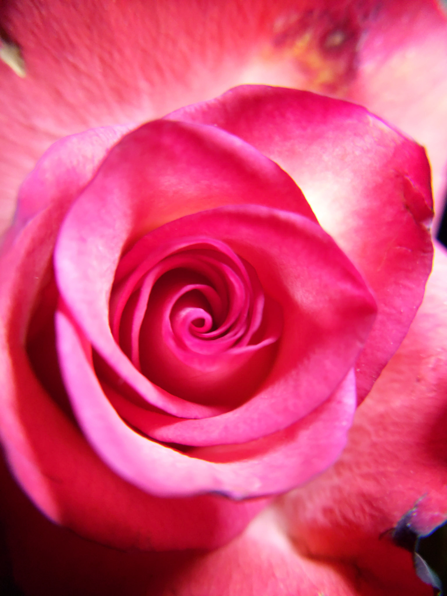 Macro Photography