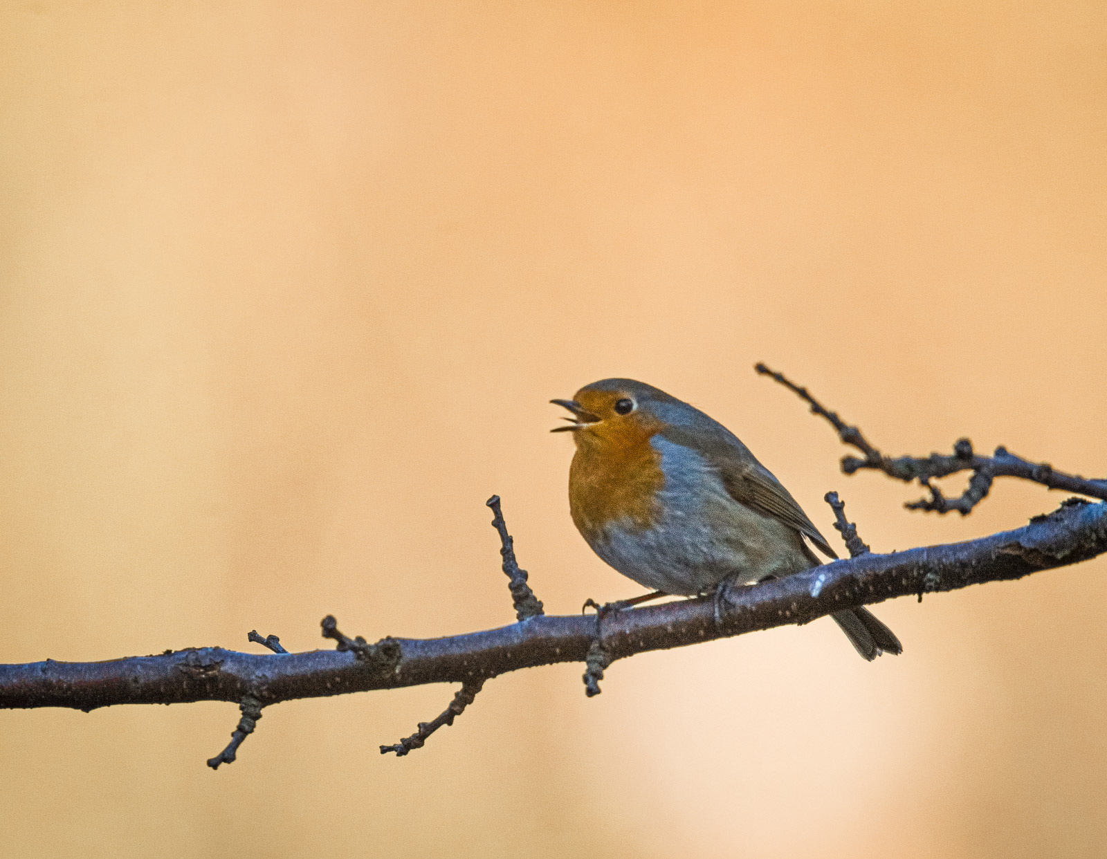 Burd on a Stick