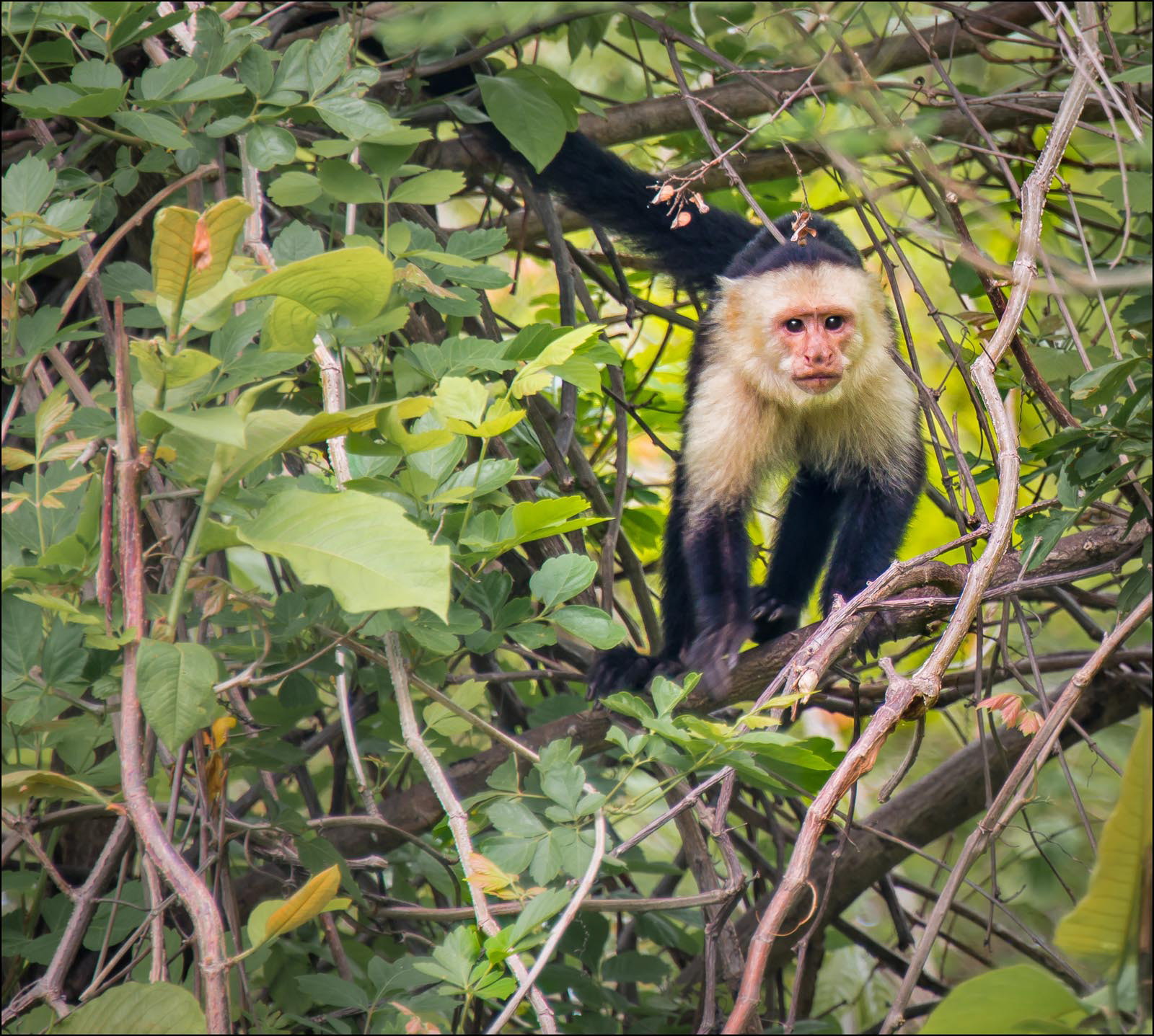 Monkey