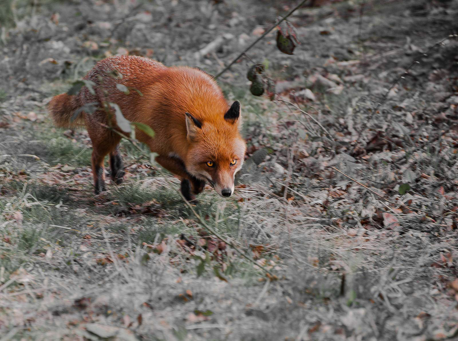 Vixen