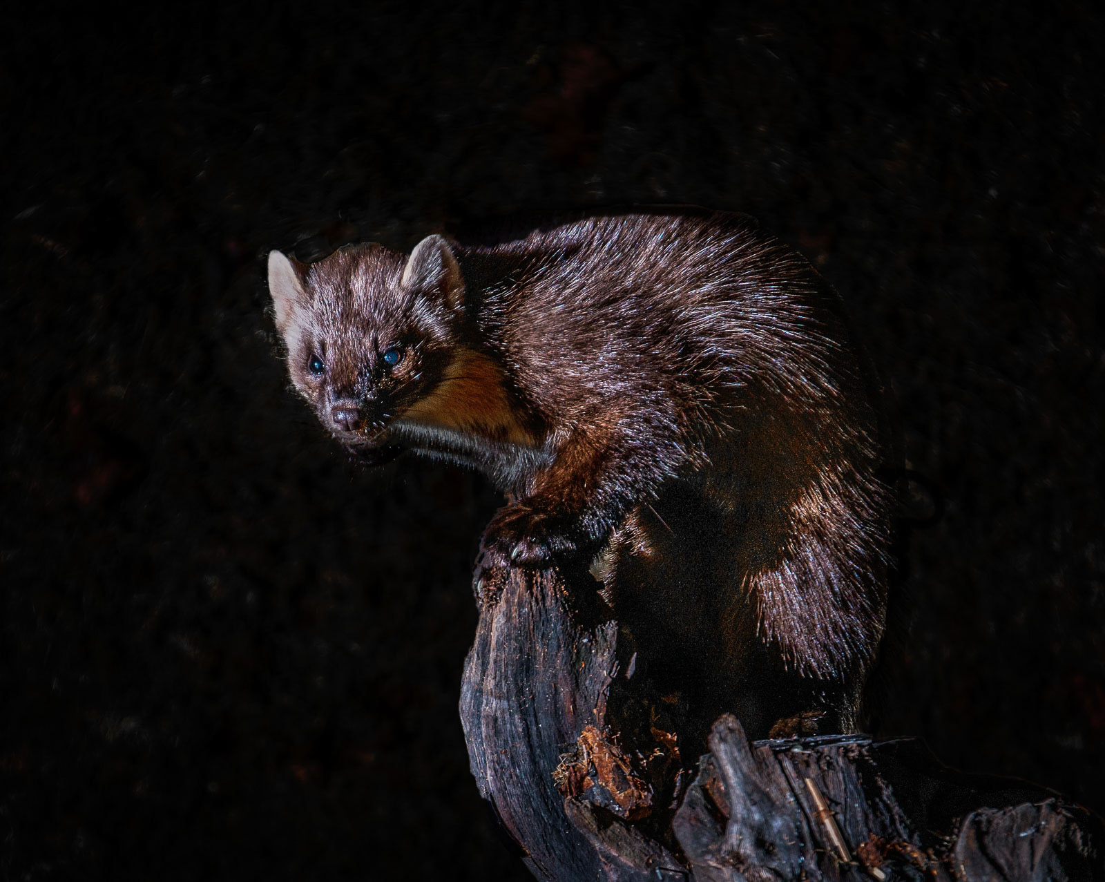 Another Pine Marten