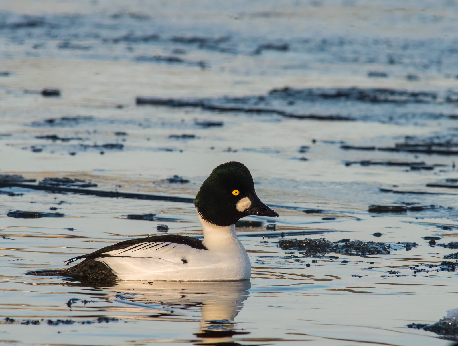 Goldeneye
