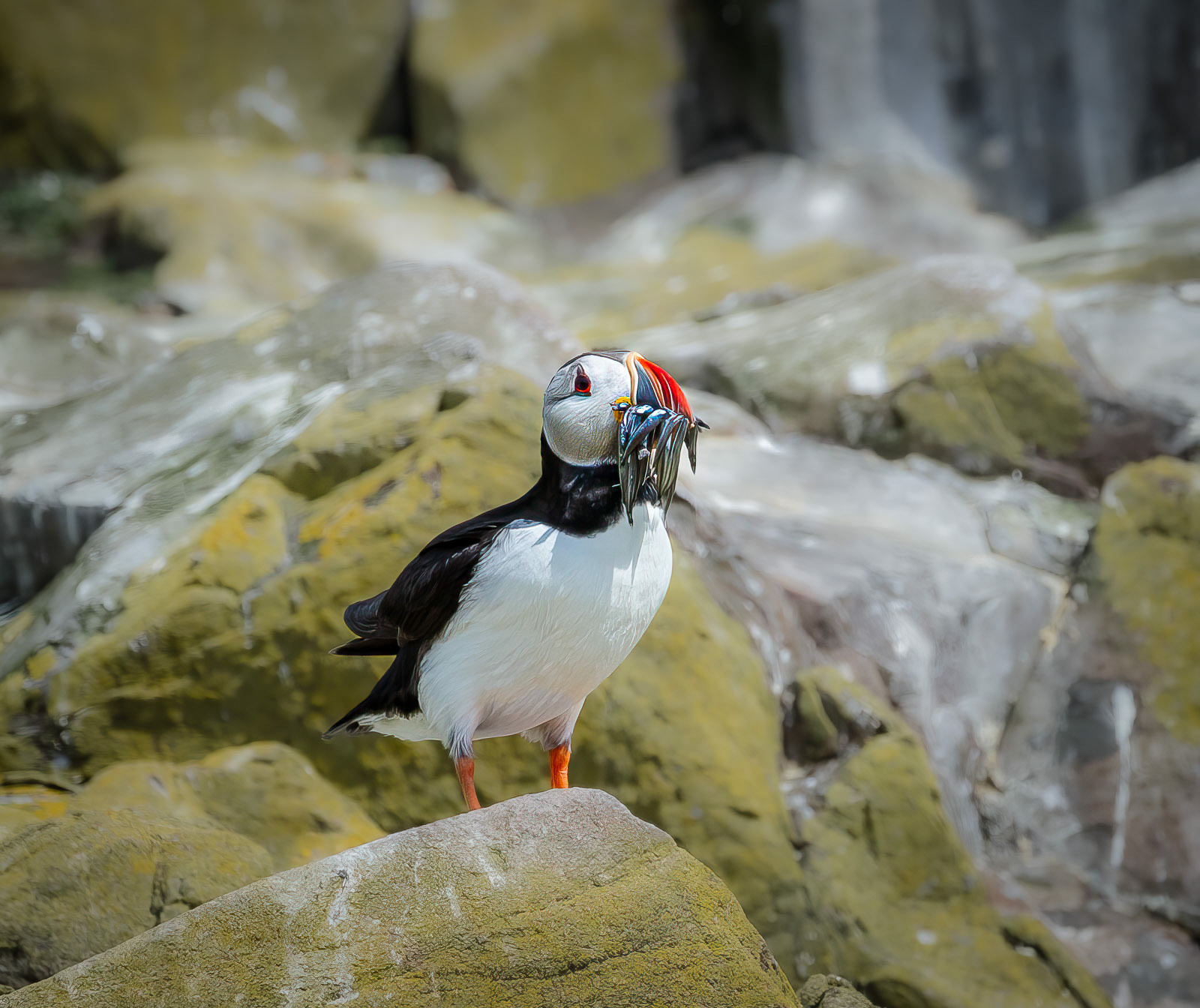 Puffin with Sand Eels
