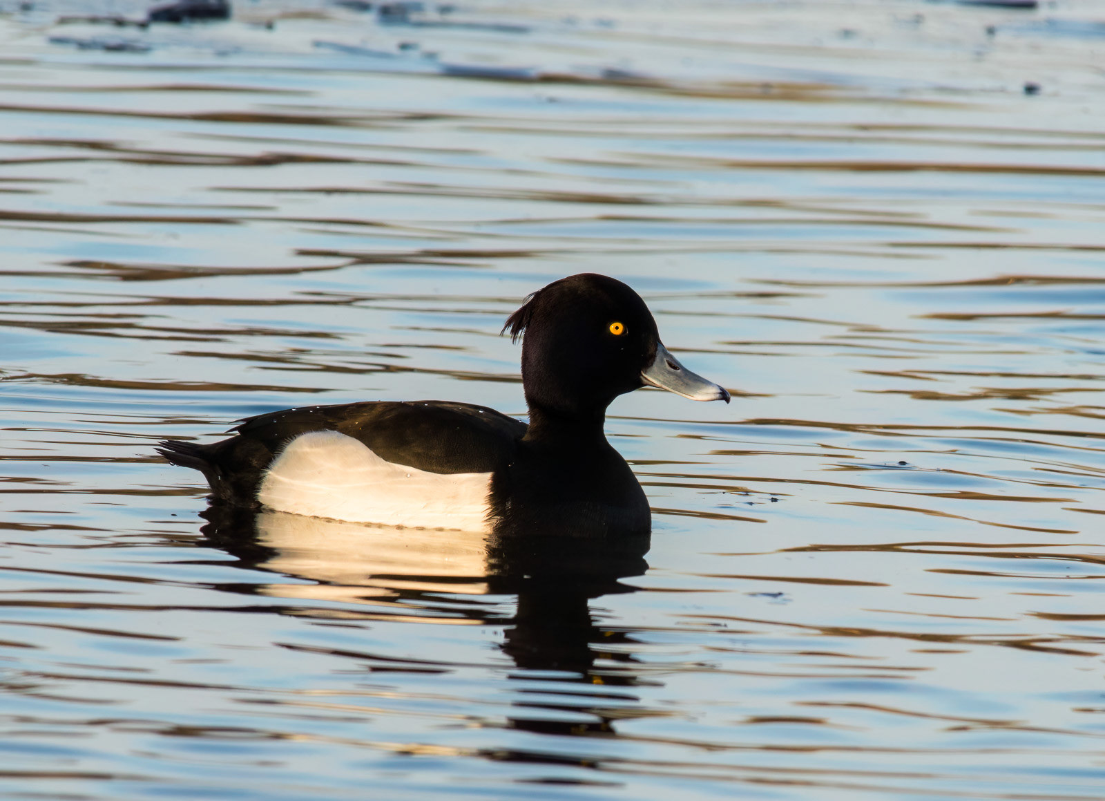Tuftie