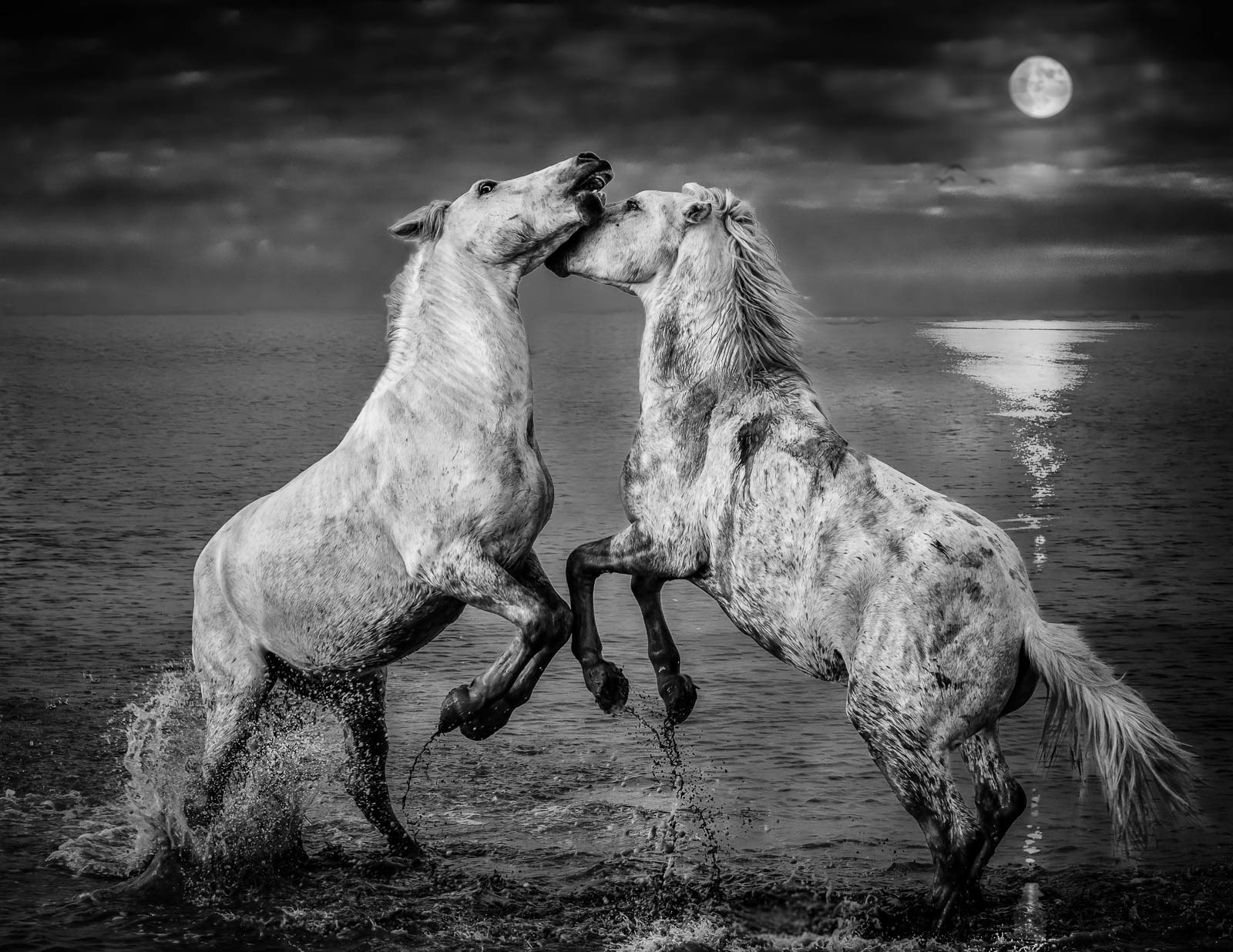 Dancing in the Moonlight