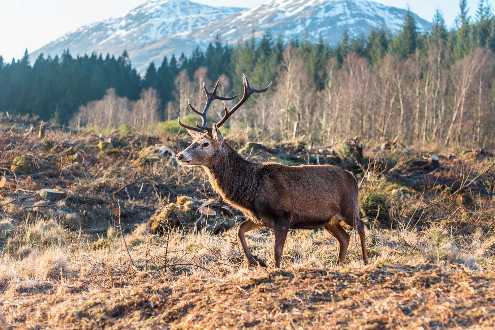 Red Deer Stag