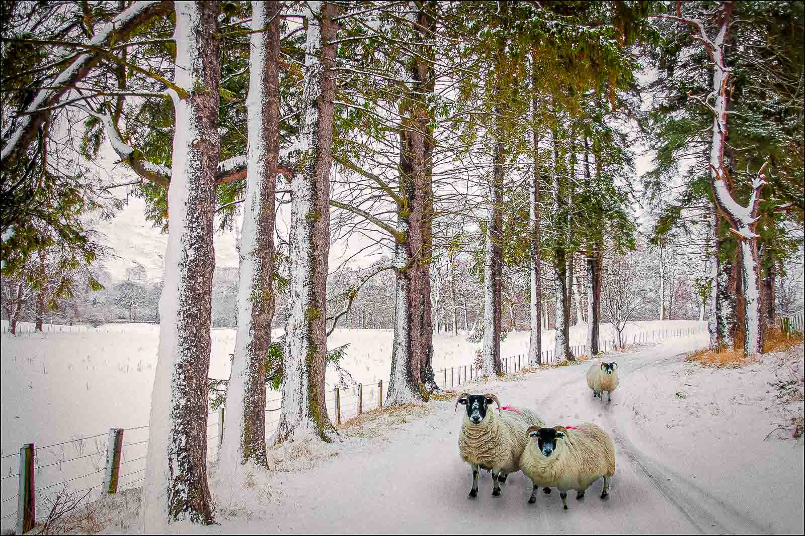 Winter Scene