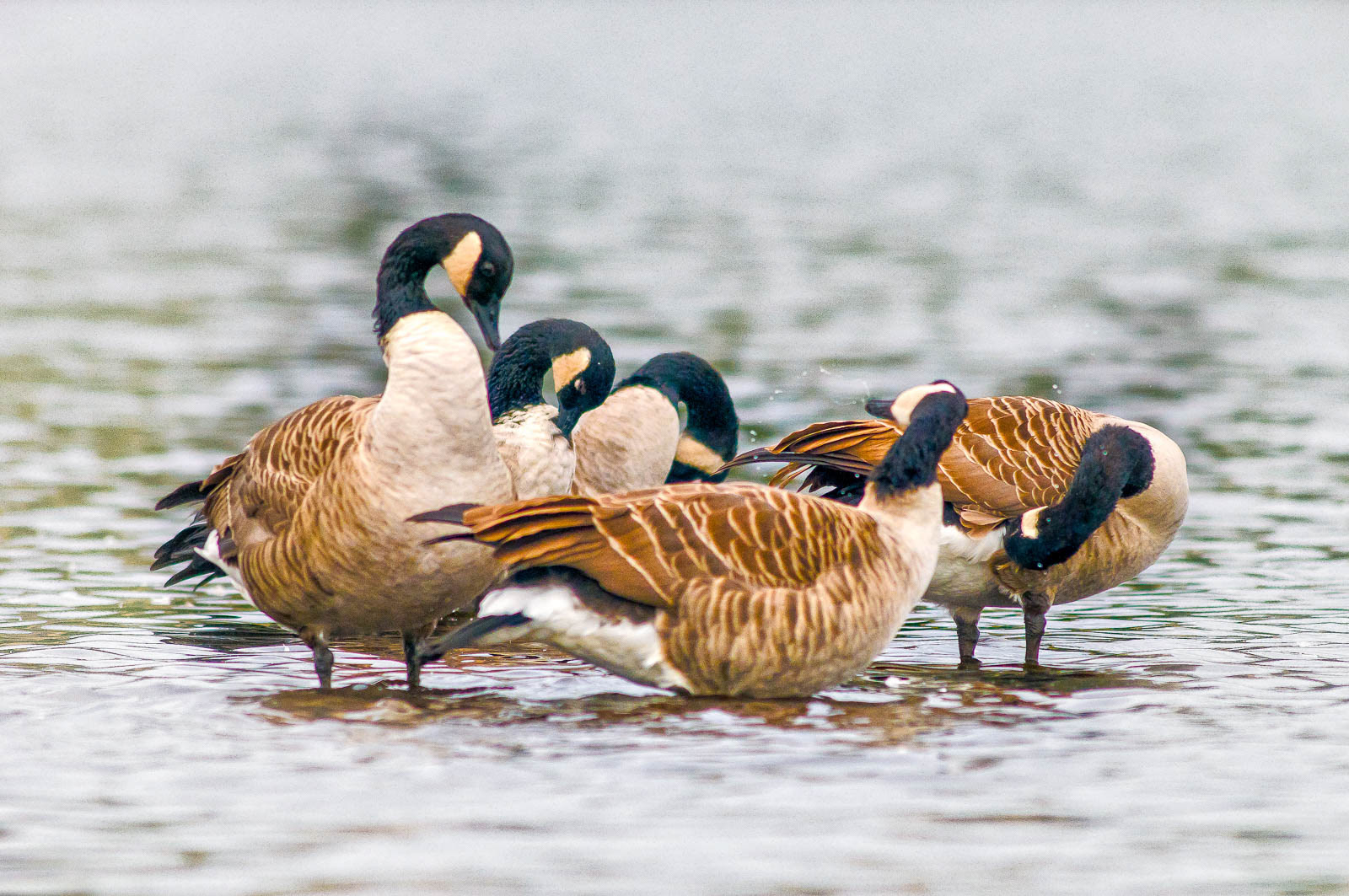 Canada Geese Preening