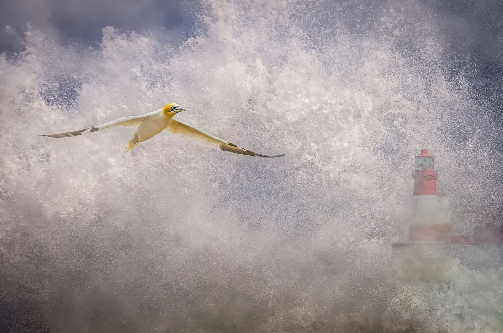 Gannet in Storm