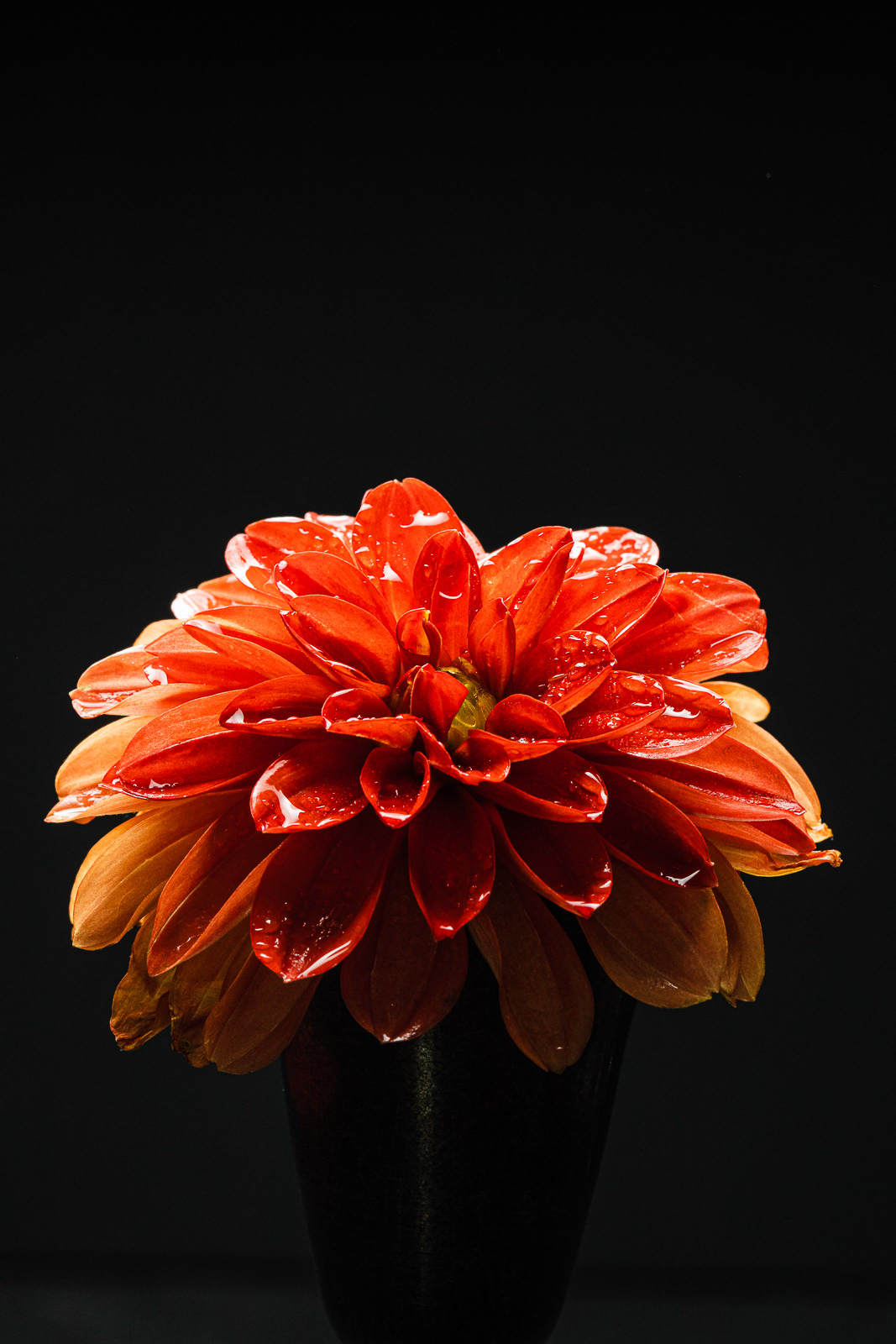 The Wildflower