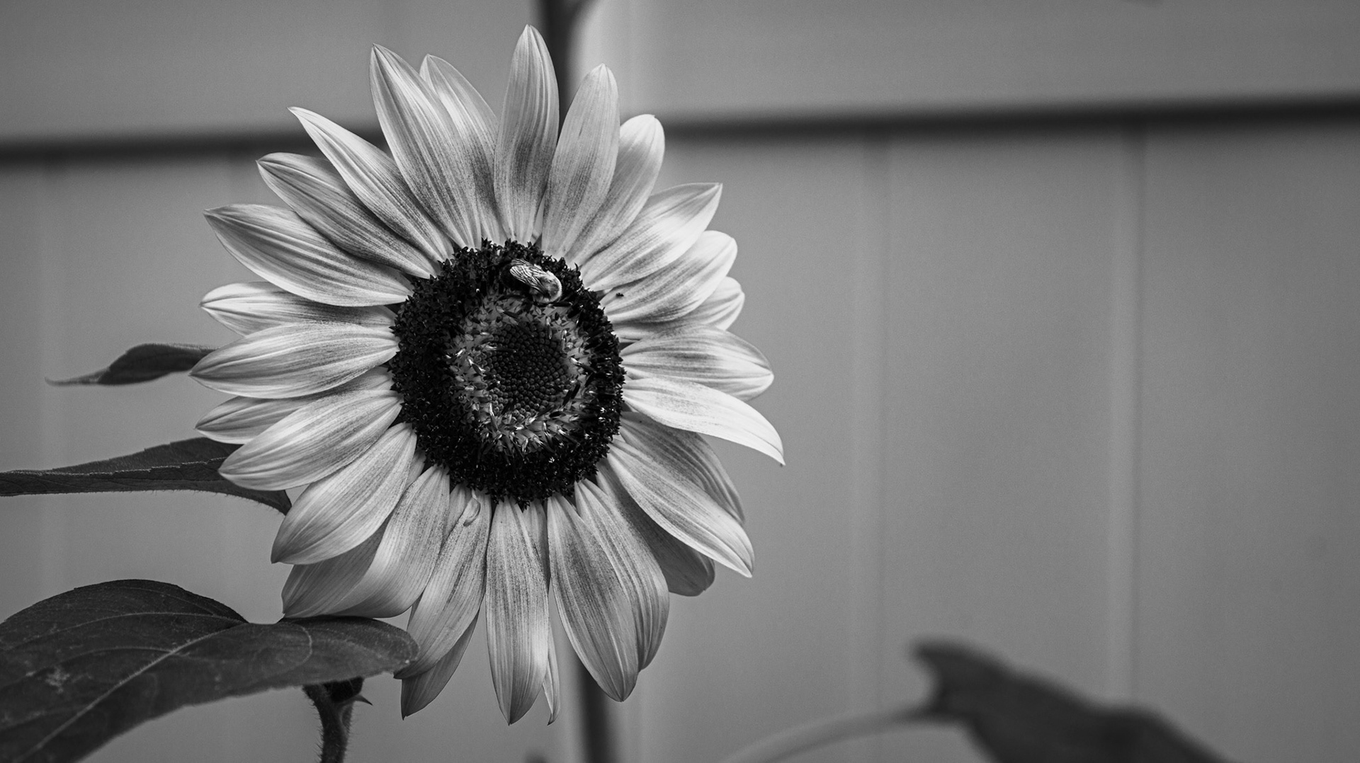 When is Grey In the Bloom