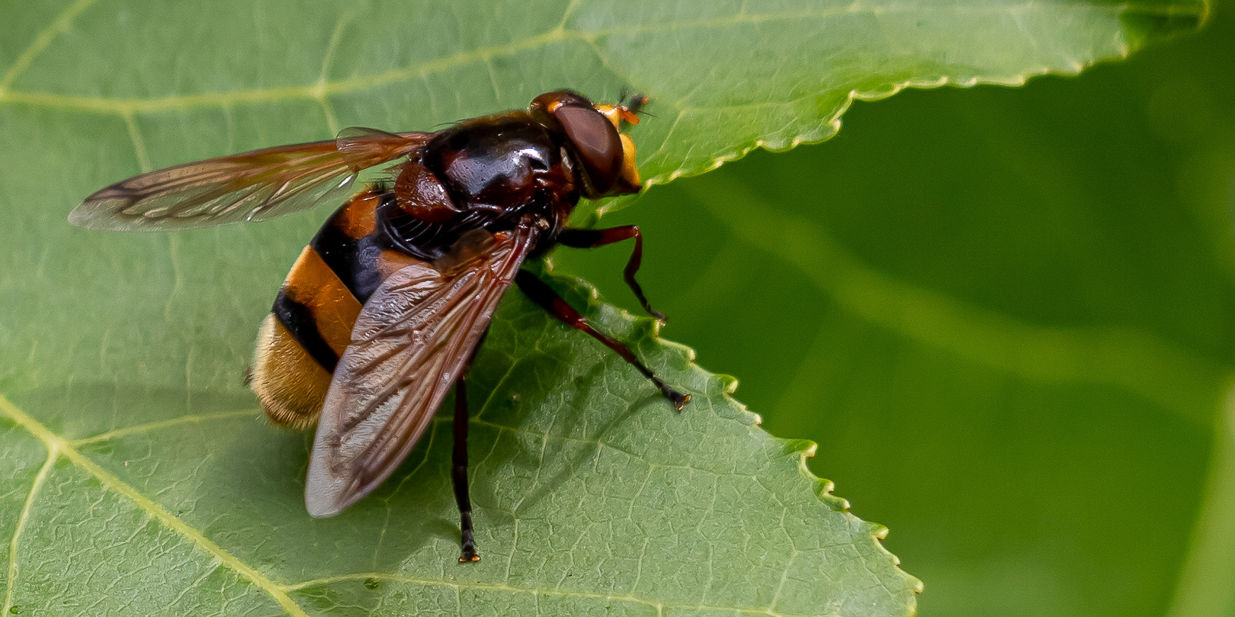 Stadsreus (Hoornaarzweefvlieg)