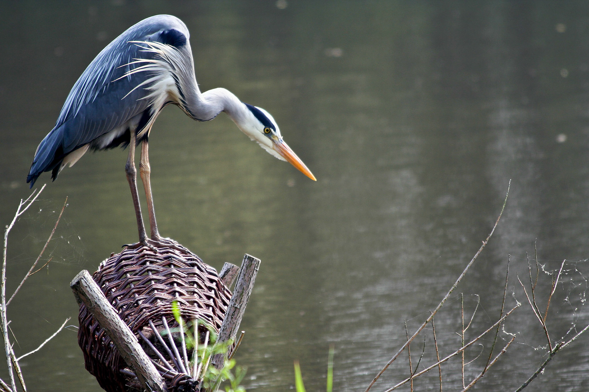 Blauwe Reiger Westerpark, Zoetermeer