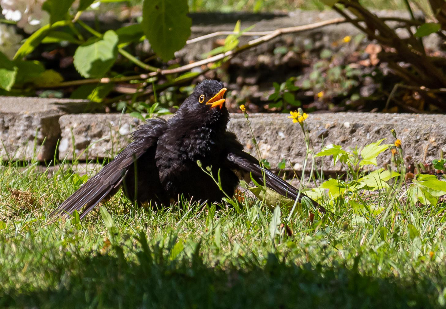Merel aan het afkoelen tijdens hittegolf  in 2019