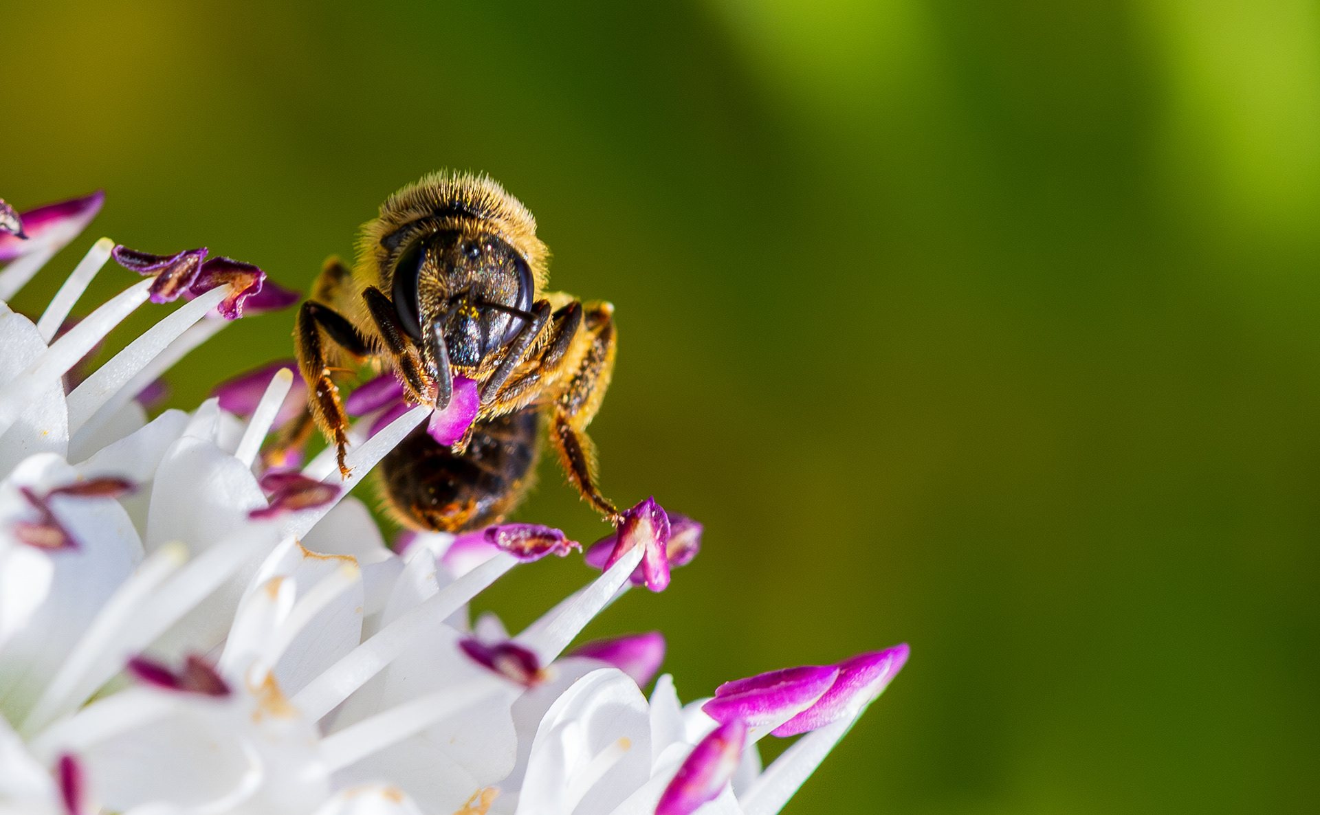 op zoek naar stuifmeel