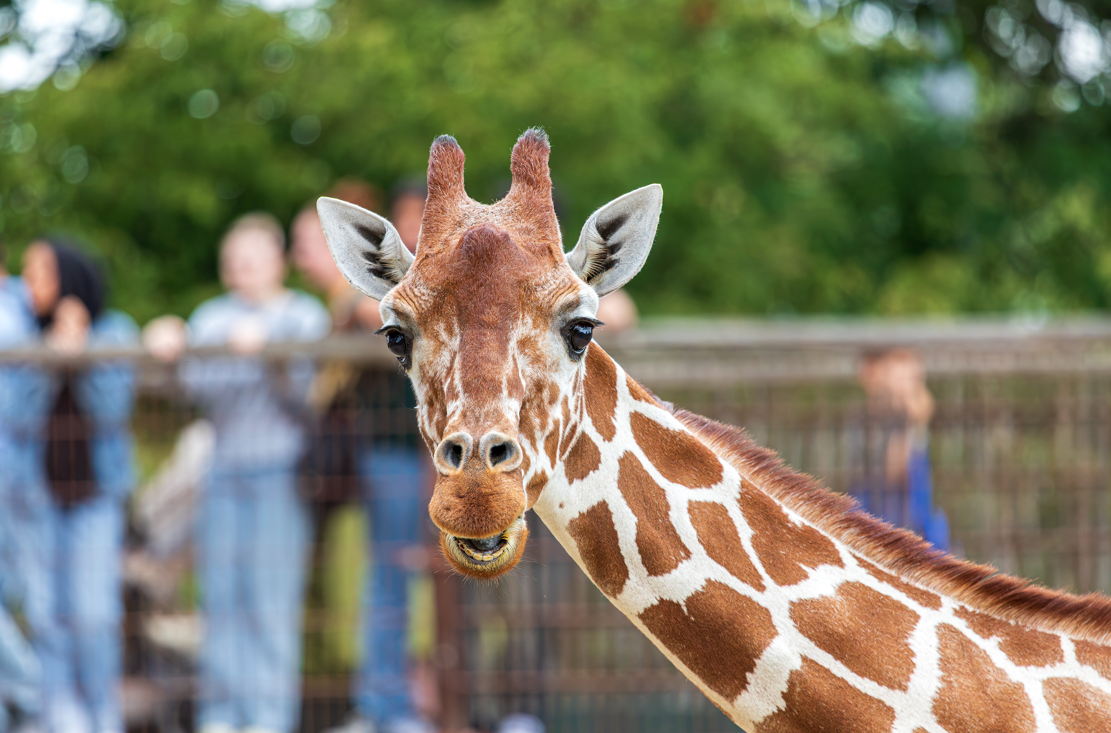 Netgiraffe Diergaarde Blijdorp