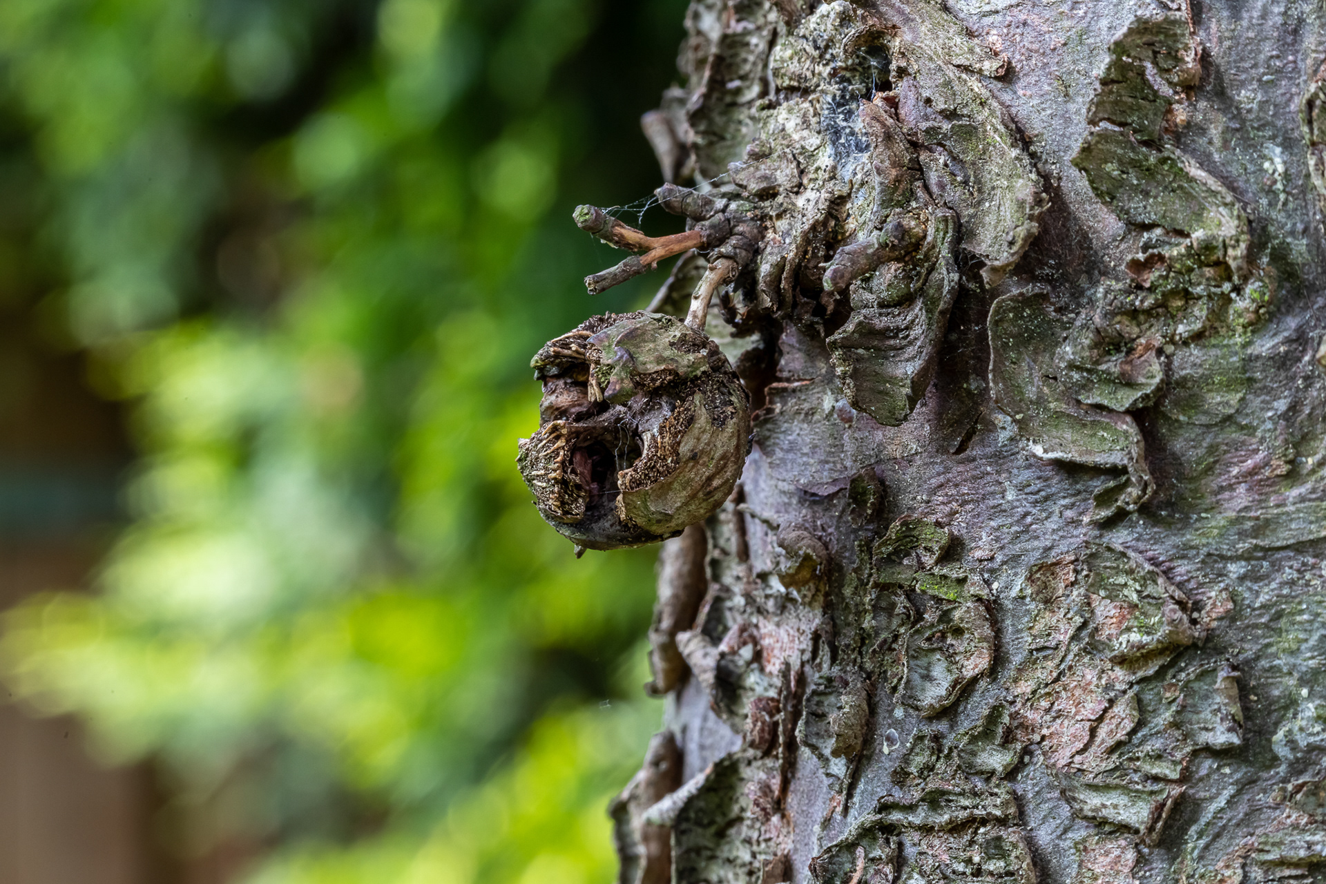 Bast van de cipres (macro)