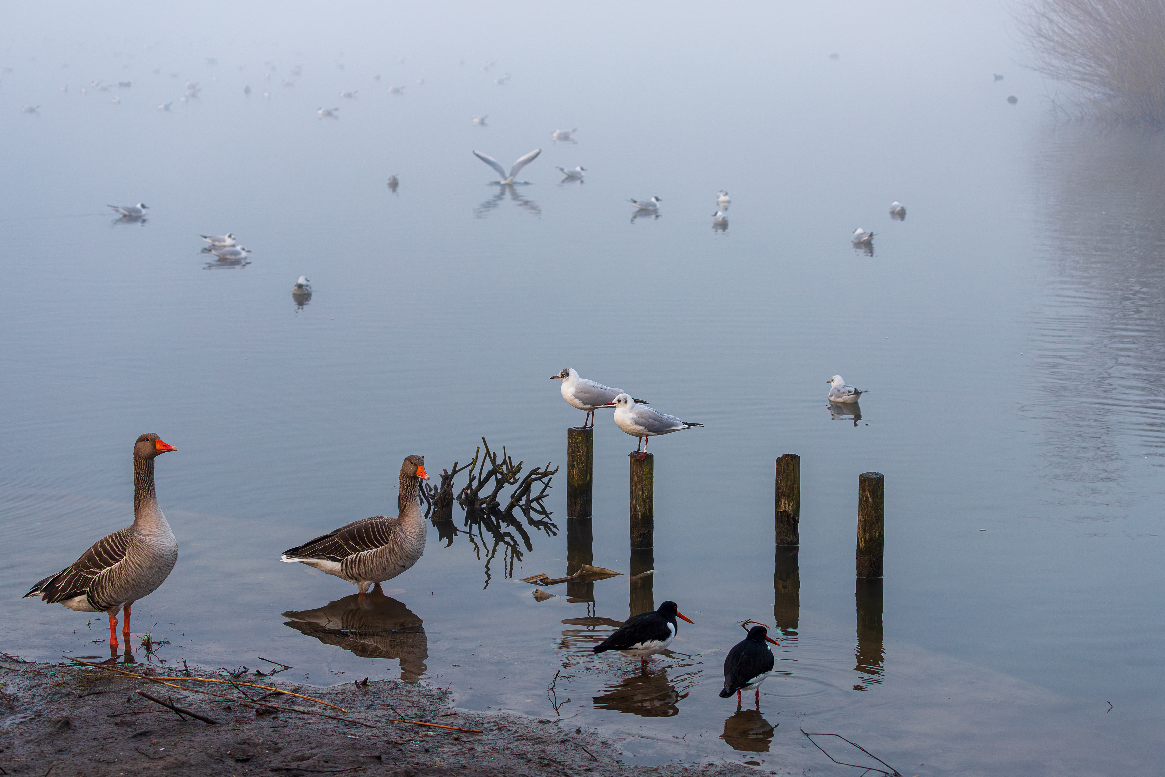 Oosterheem, Zoetermeer