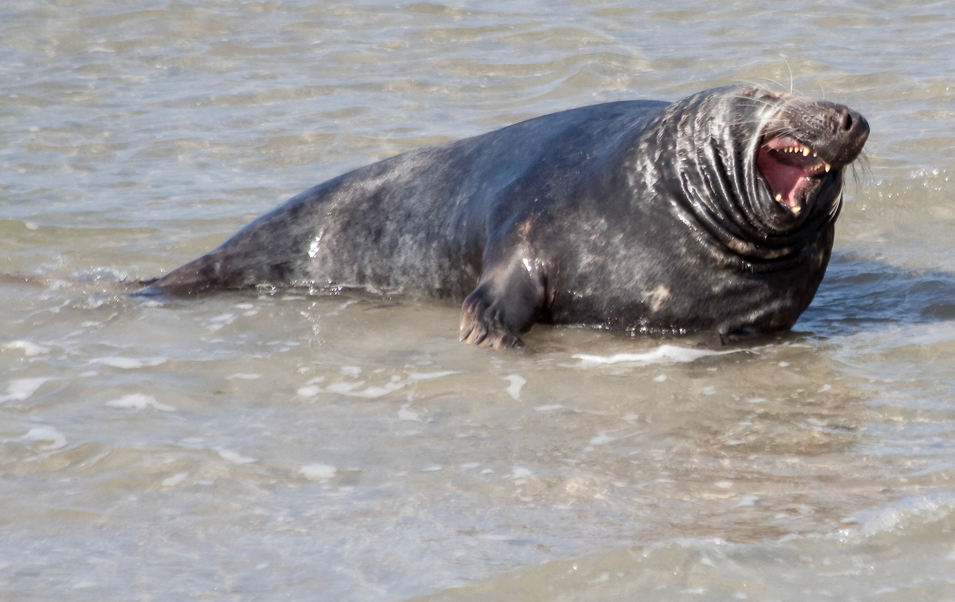 Zeehond (Ameland)