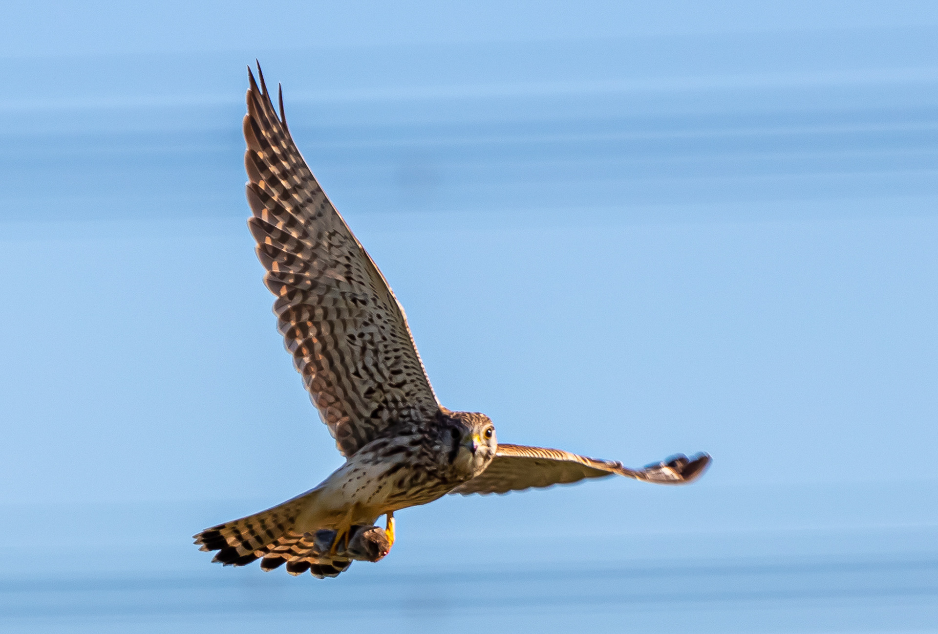 Torenvalk heeft een muis gevangen ...... 