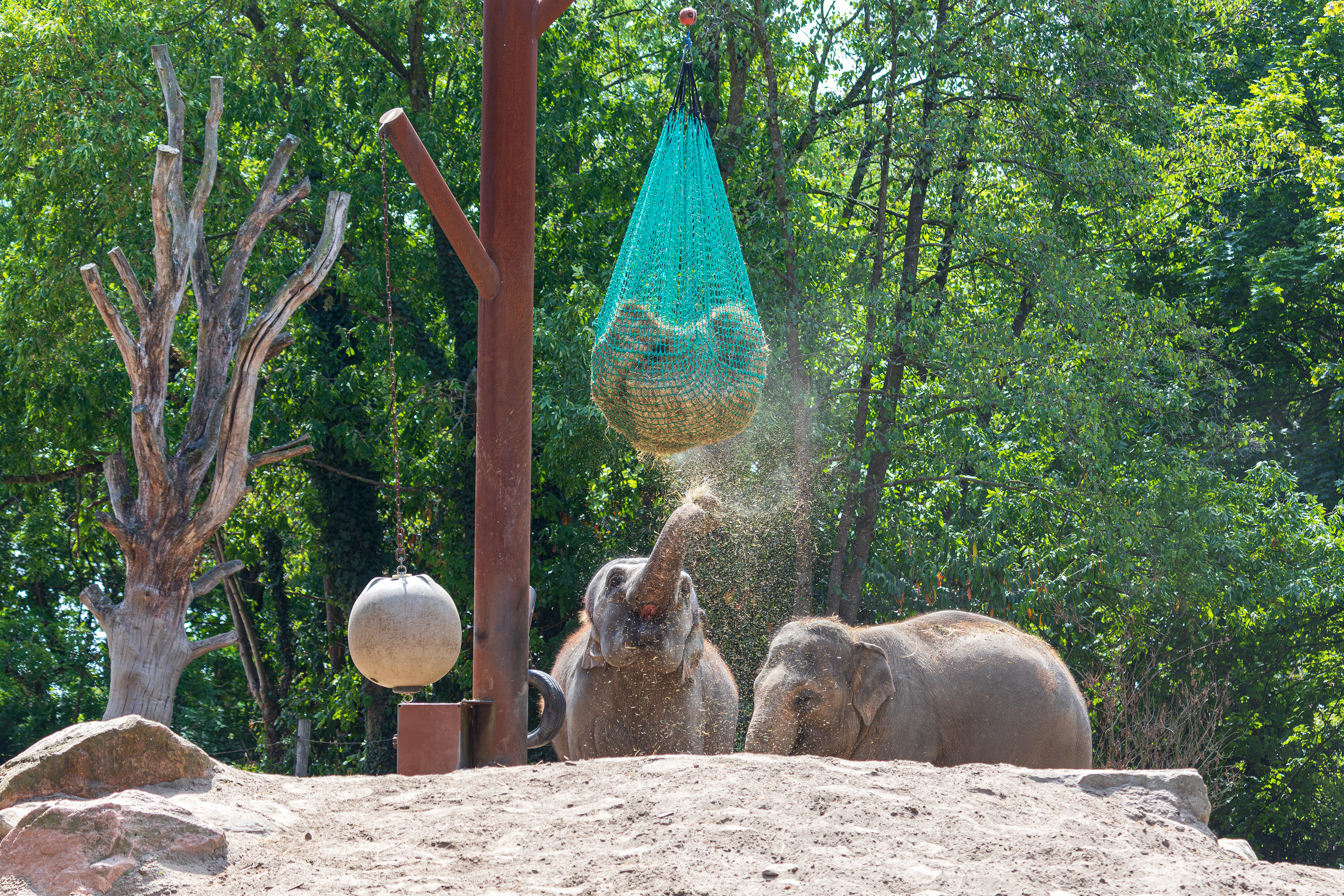 Aziatische olifant Diergaarde Blijdorp