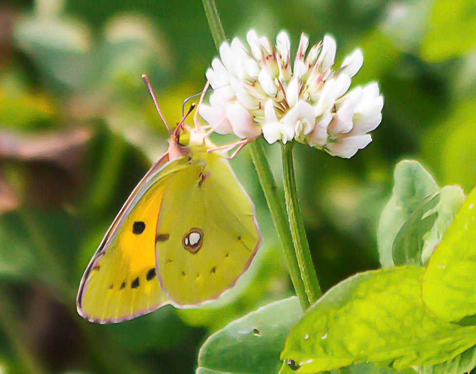 Gele Luzerne vlinder Bentwoud Zoetermeer