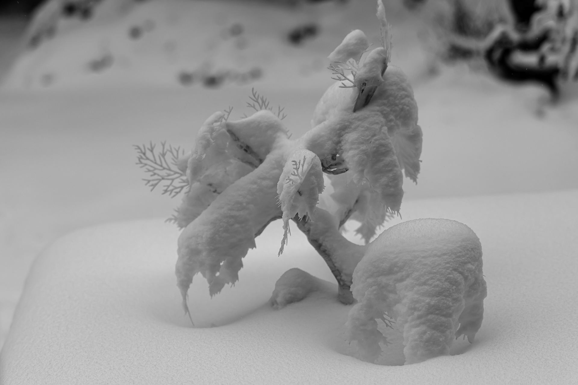 natuur maakt zelf kunst