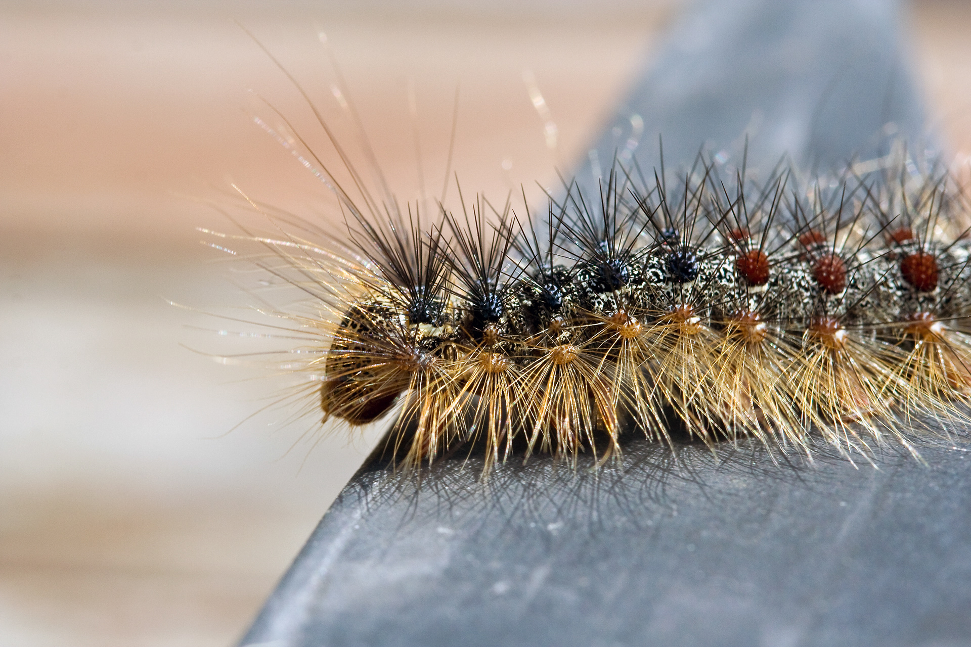 Rups van de witvlakvlinder