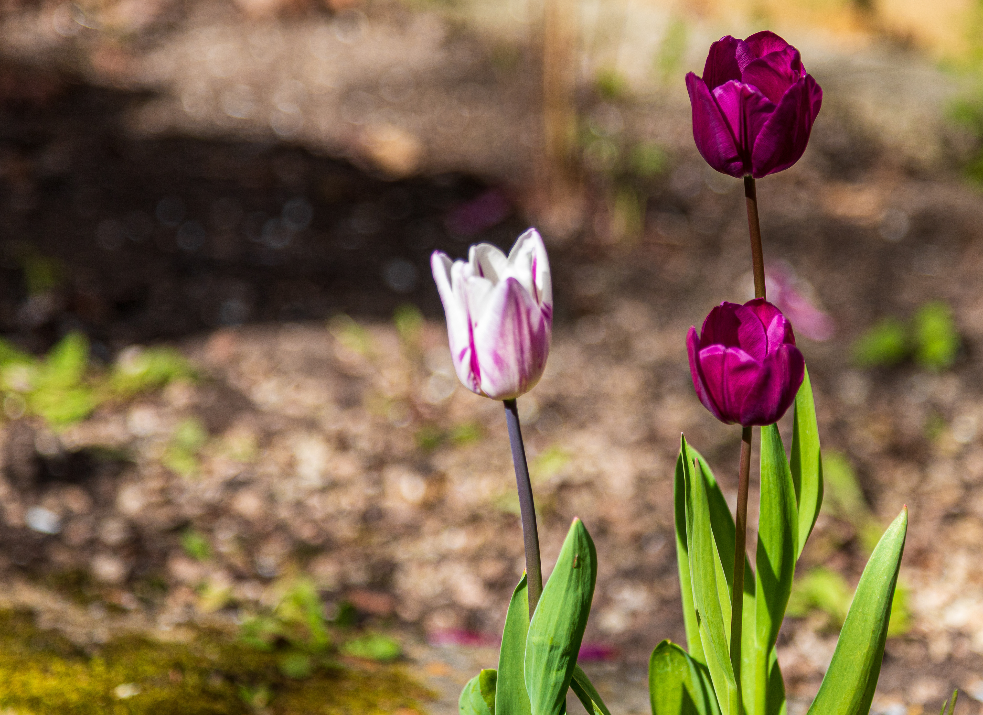 Tulpen