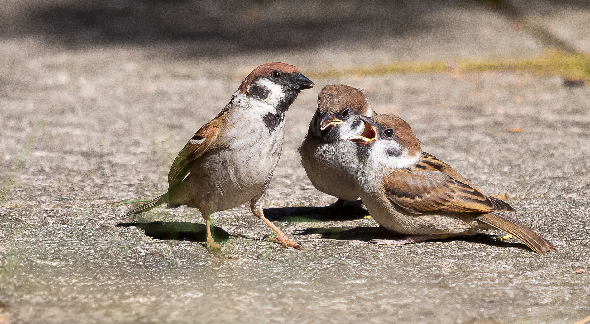 Moeder Ringmus voedt haar keuters