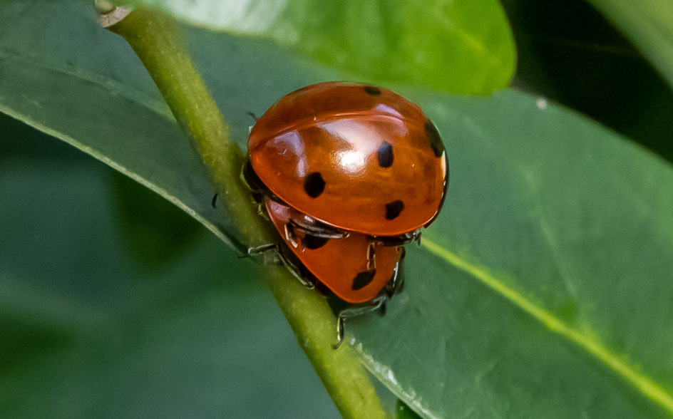 Lieveheersbeestjes in de maak ....