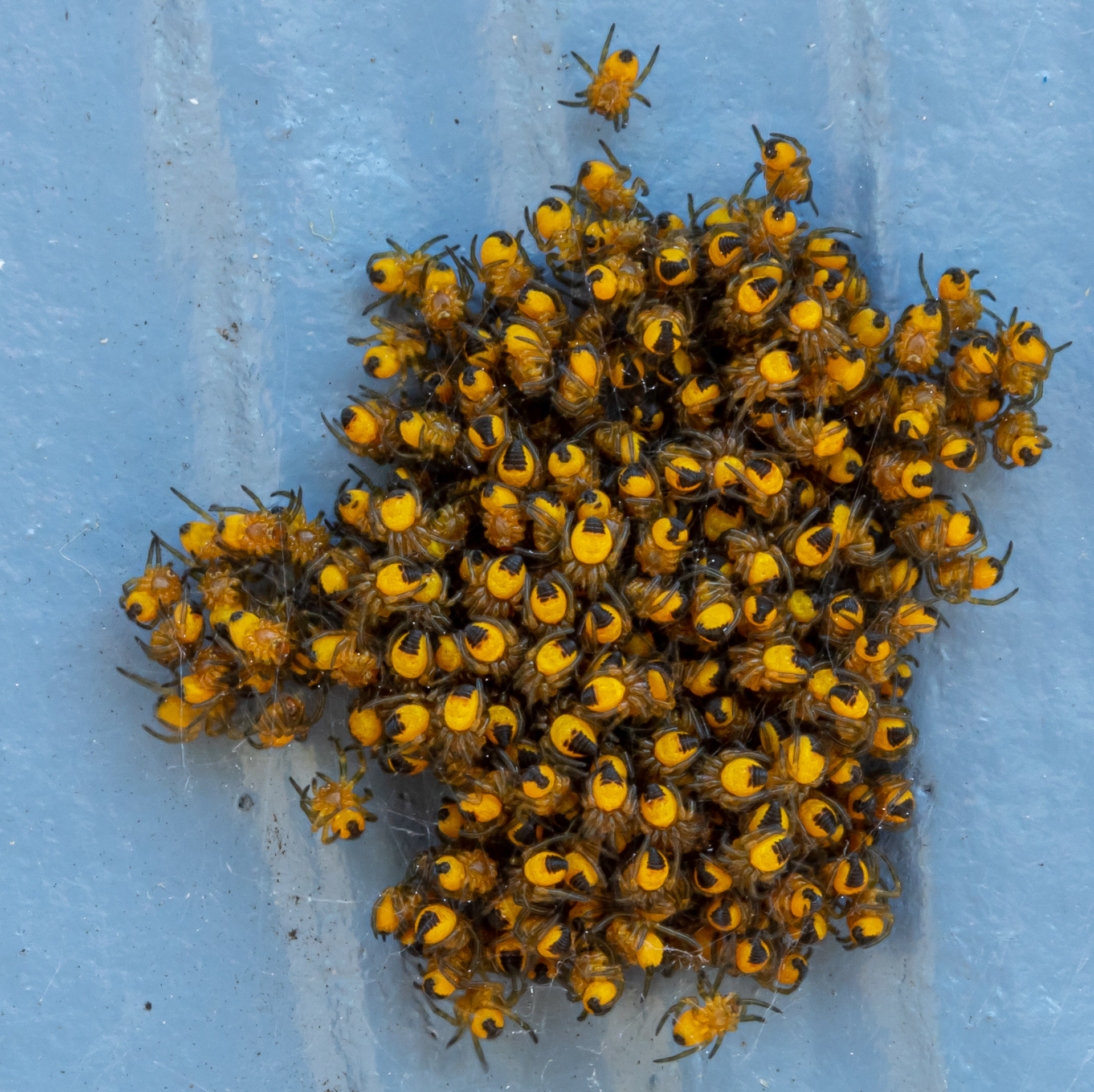 kluwen uitgekomen spinnejes