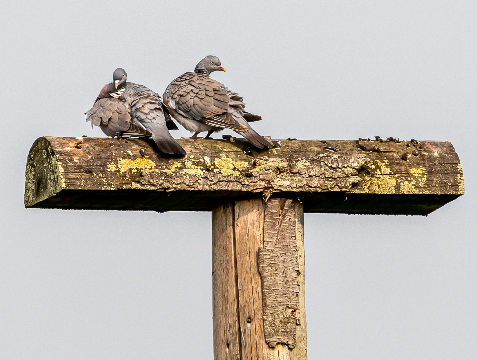 Houtduiven, Bentwoud, Zoetermeer