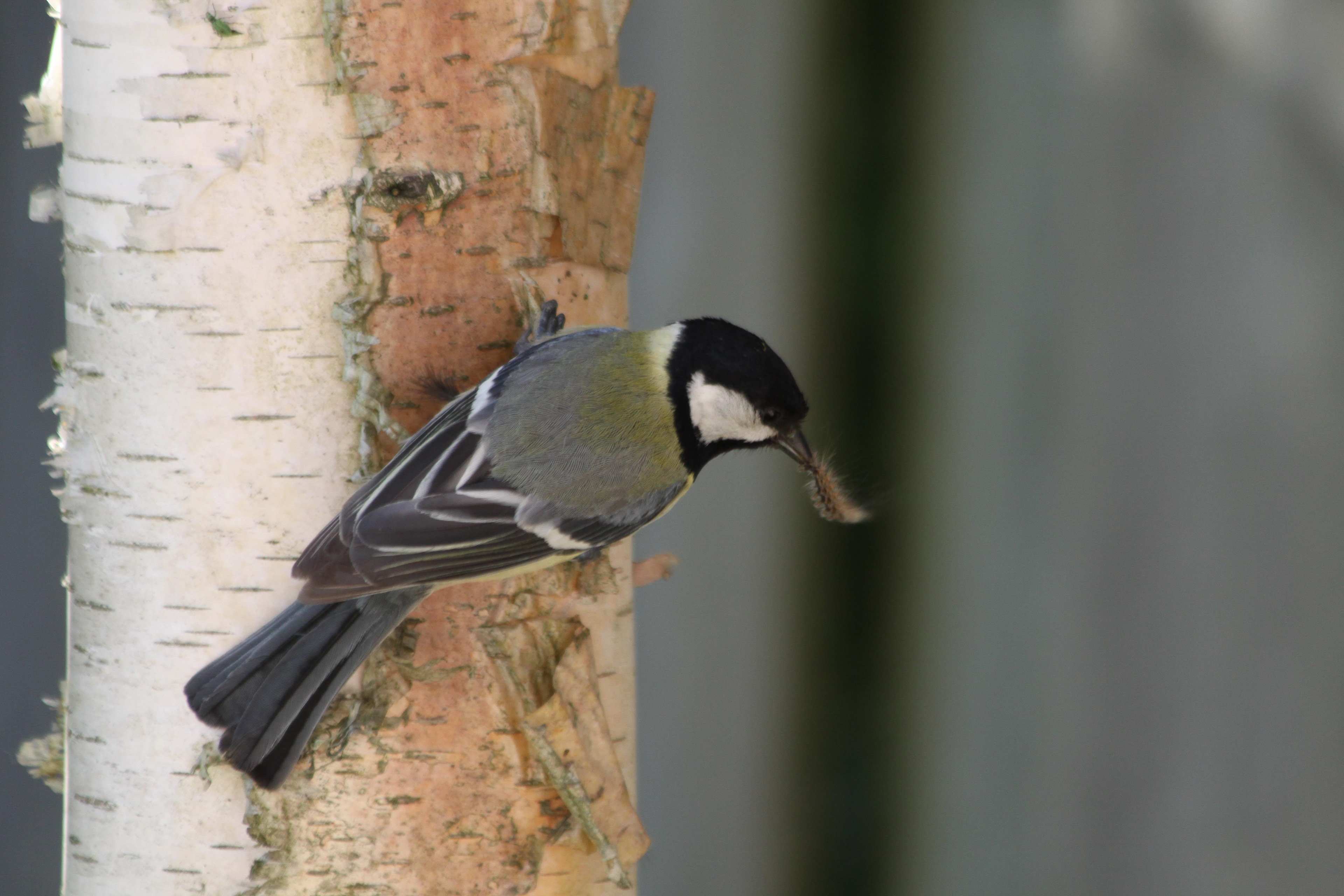 Koolmees met rupsje...