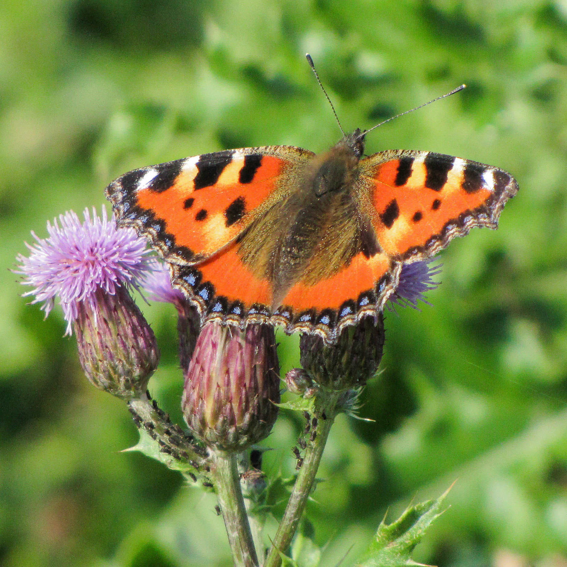 KLeine Vos in het Bentwoud Zoetermeer