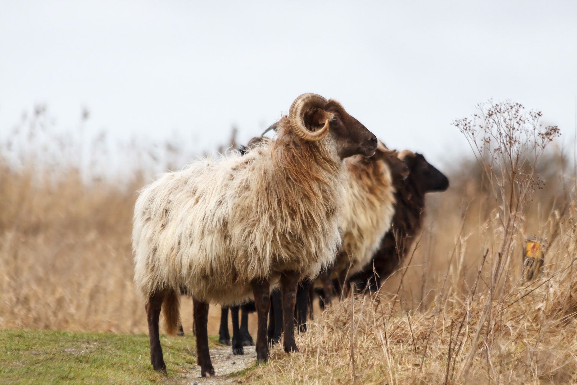 Buytenpark, Zoetermeer