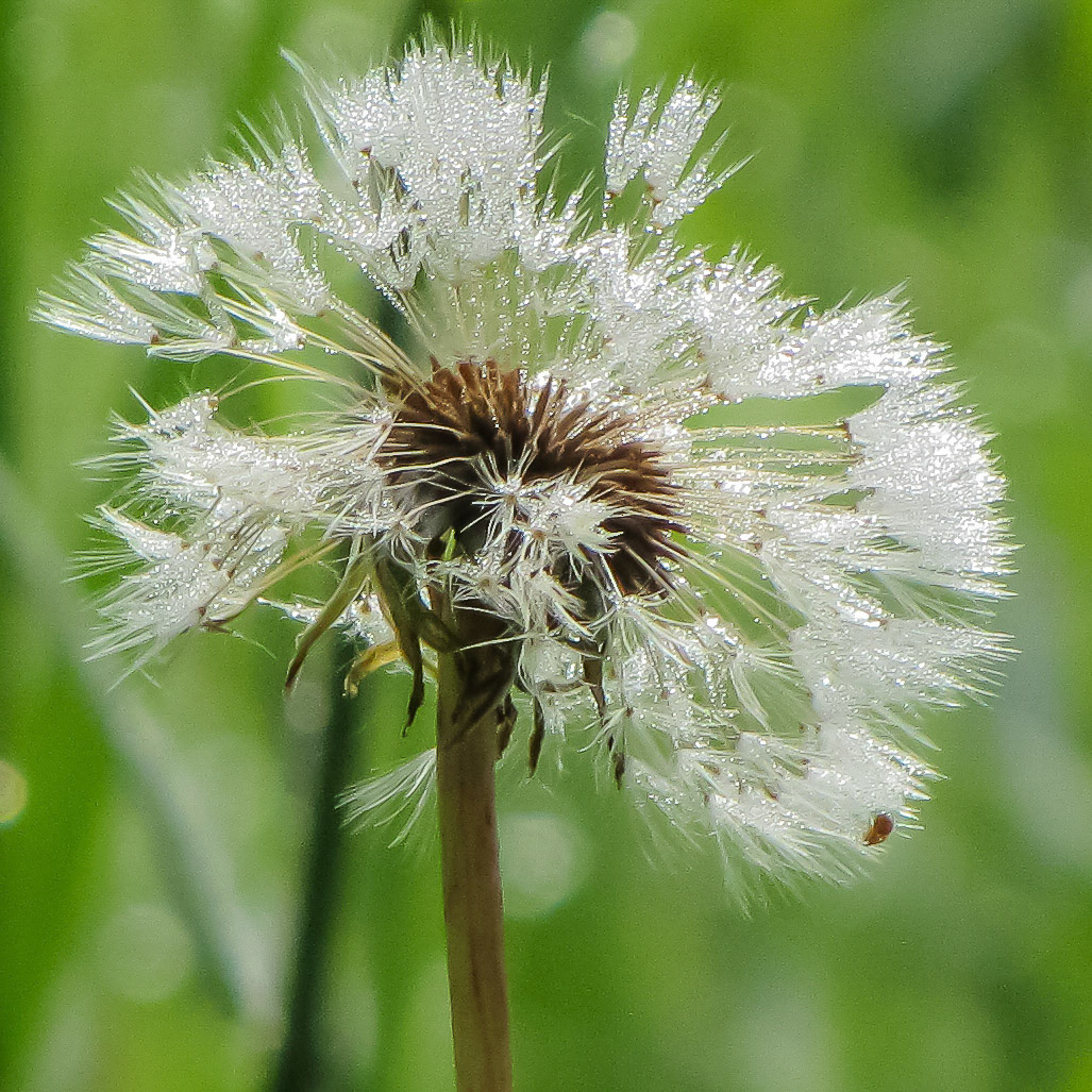 Westerpark, Zoetermeer