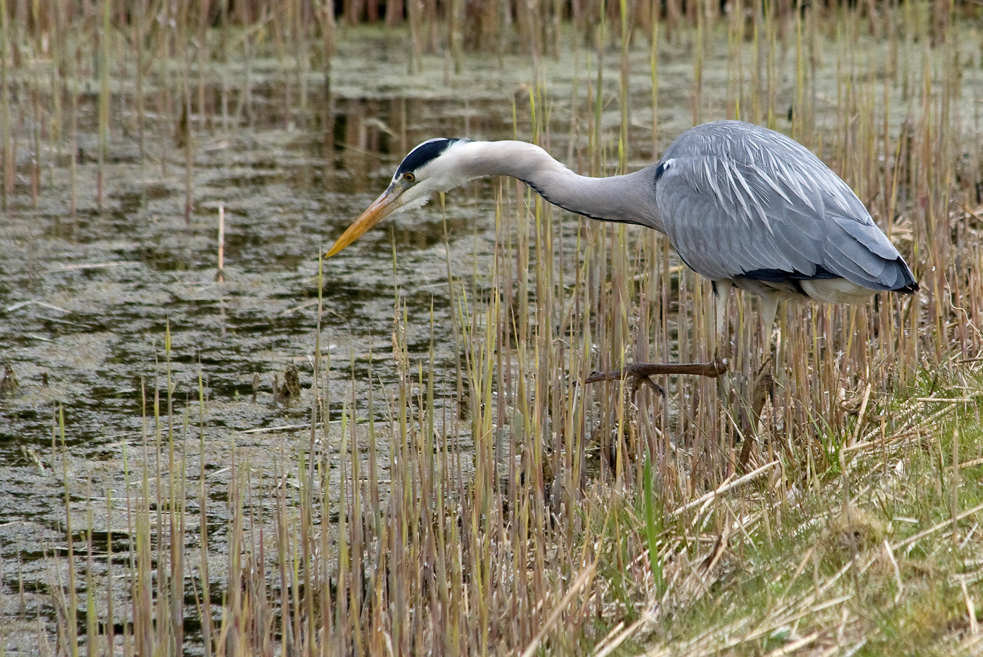 Reiger in Westerpark Zoetermeer