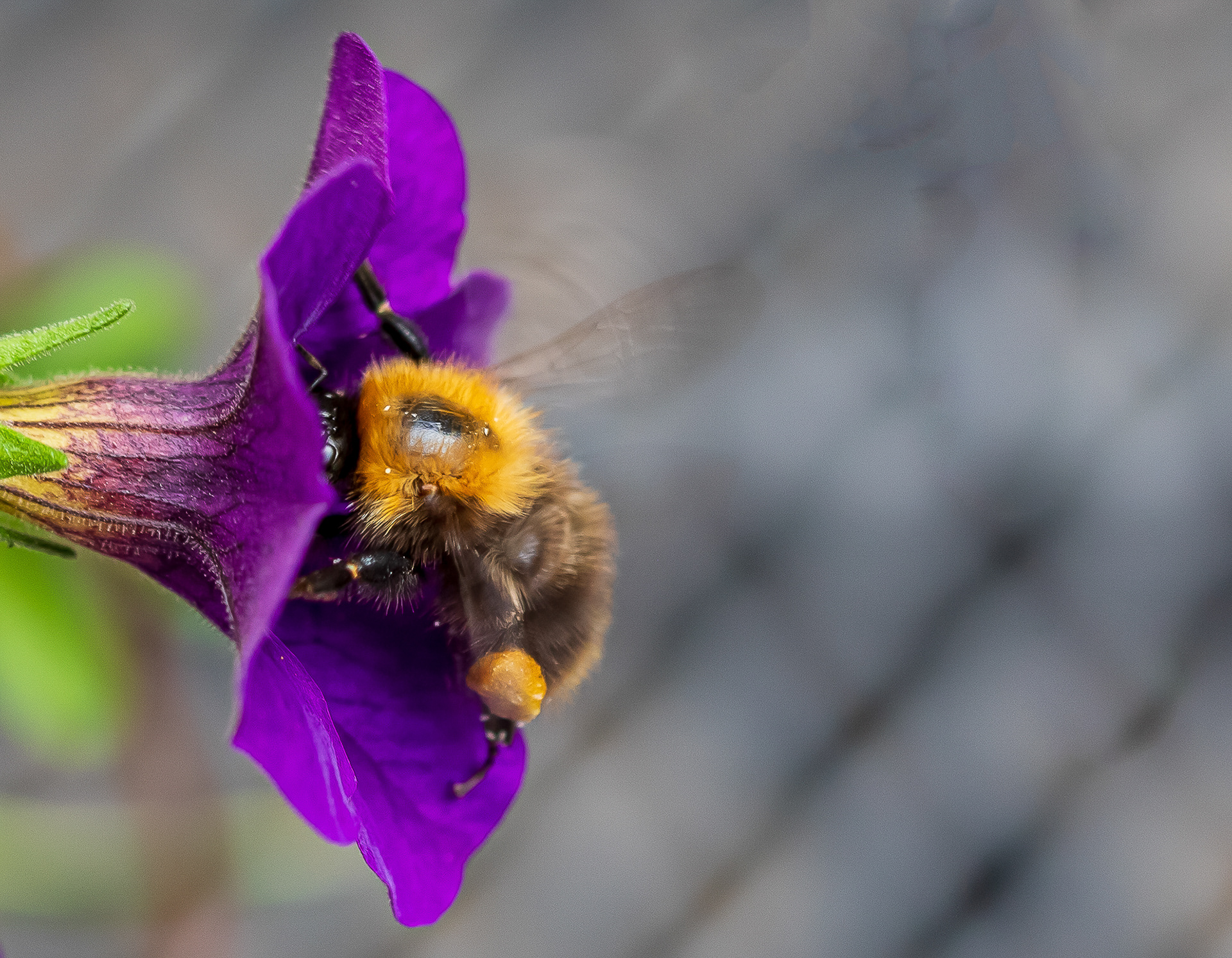 hommel