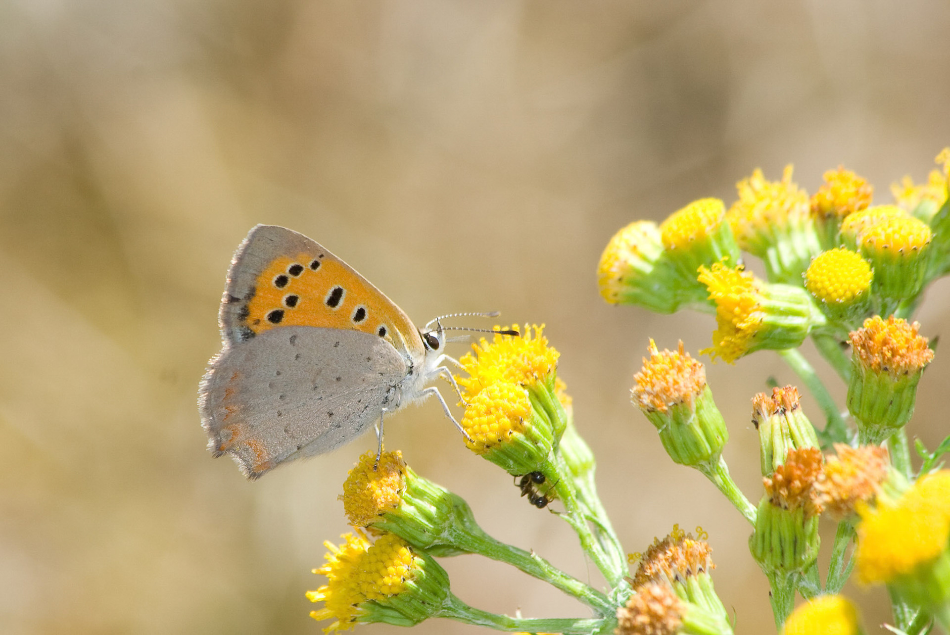 Kleine vuurvlinder Clingendael Den Haag