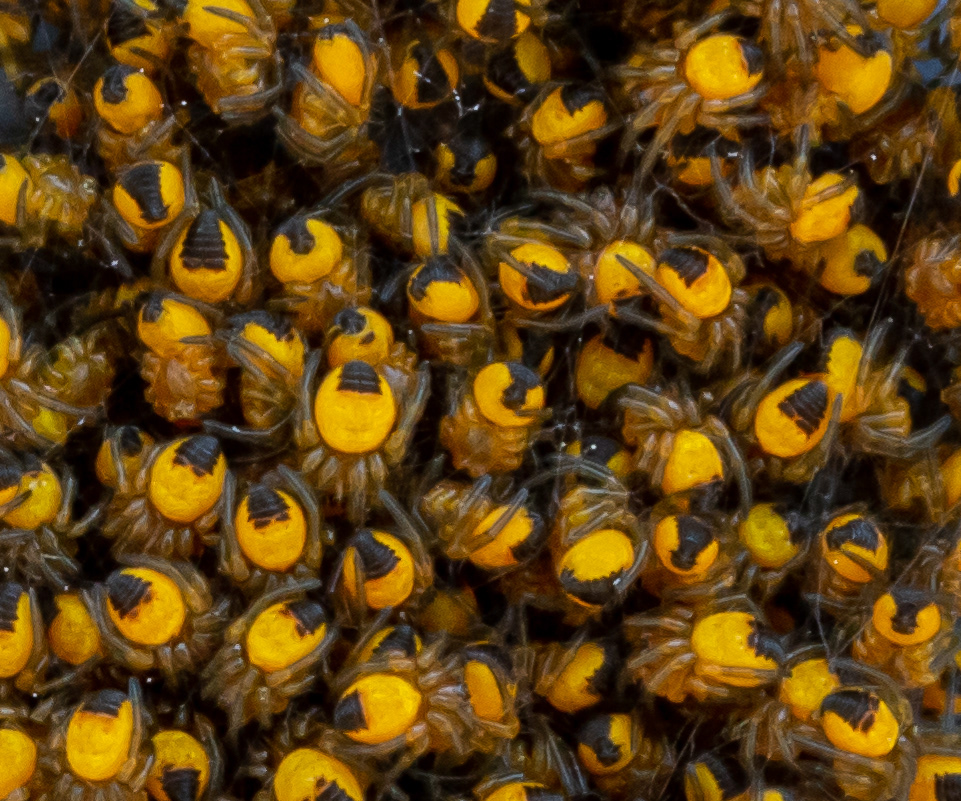 kluwen uitgekomen spinnejes