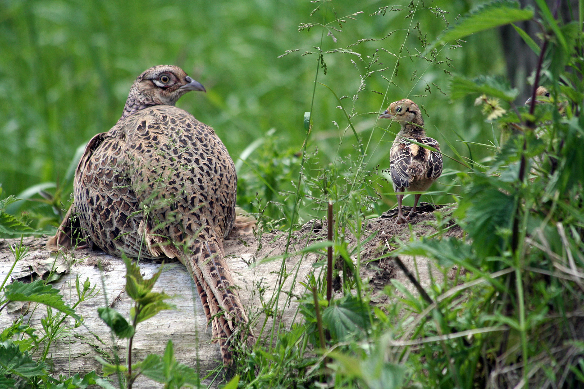 Prielenbos, Zoetermeer